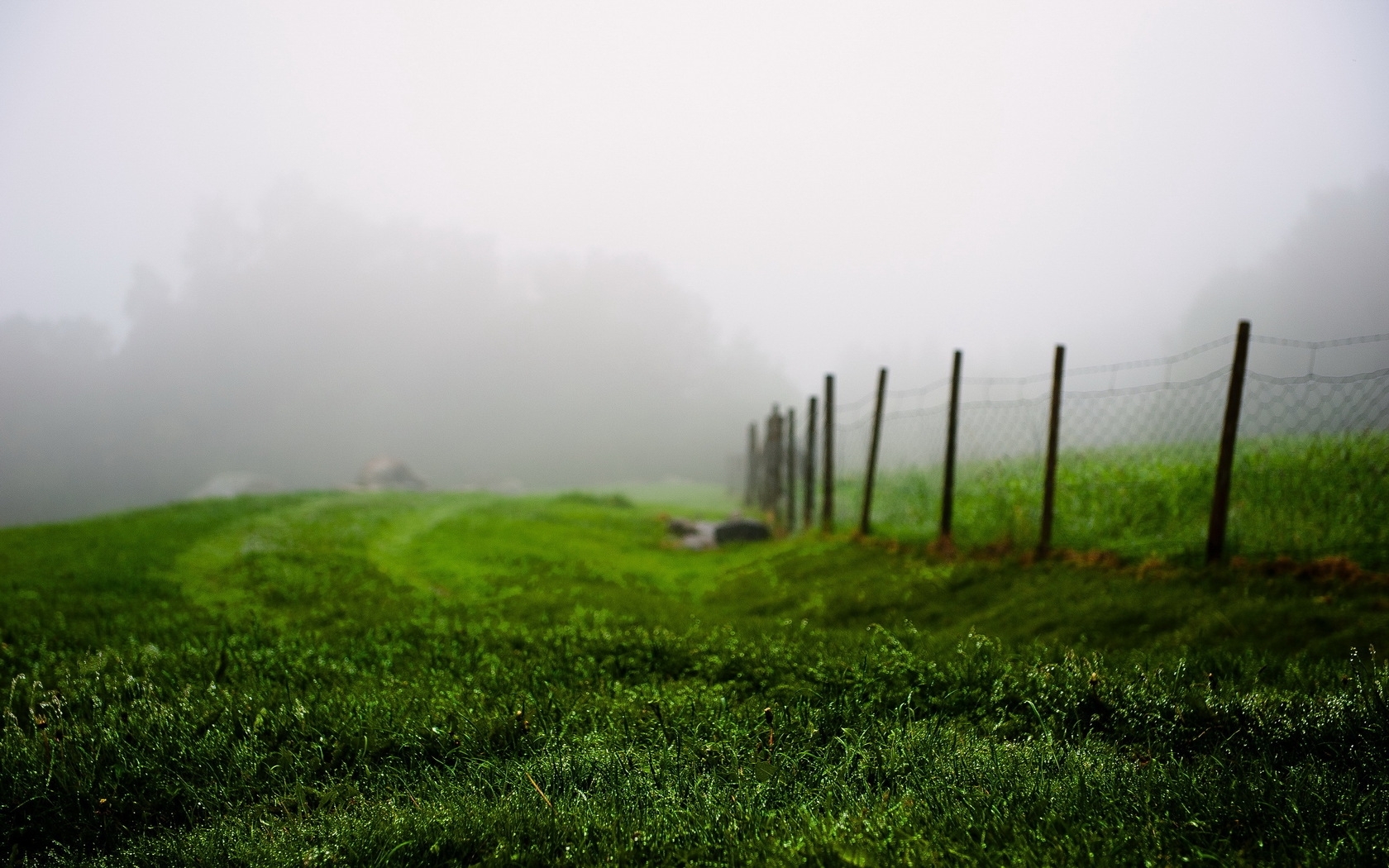 трава, зеленая, лето, туман, забор, утро HD фото картинки, обои рабочий стол