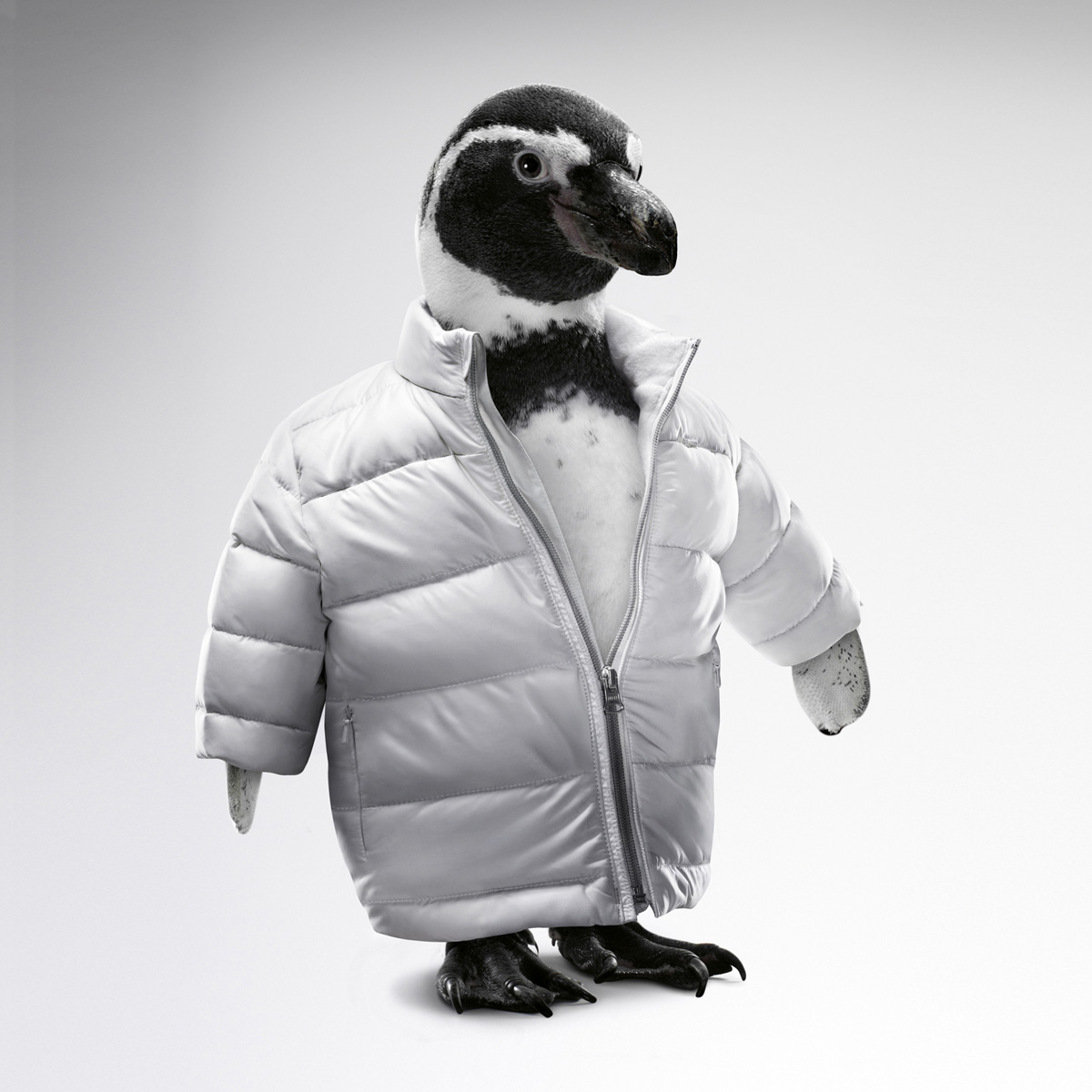 Пингвин в куртке