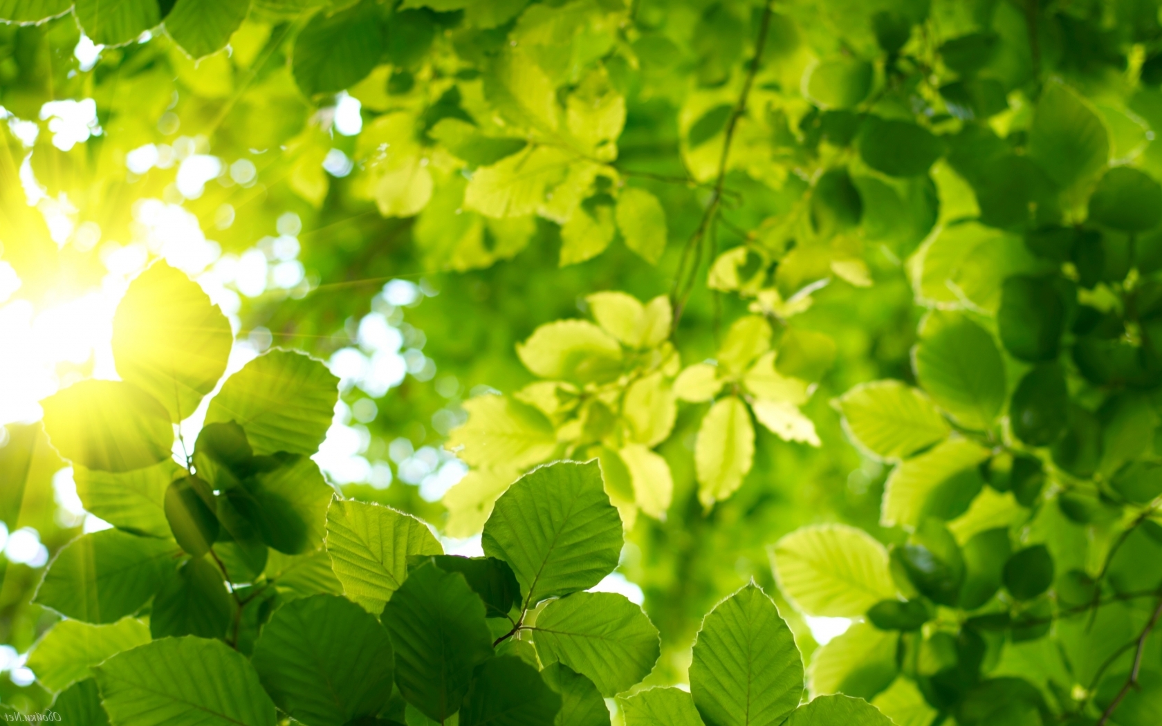 Зелёные листья вверху на дереве Природа картинки, обои рабочий стол