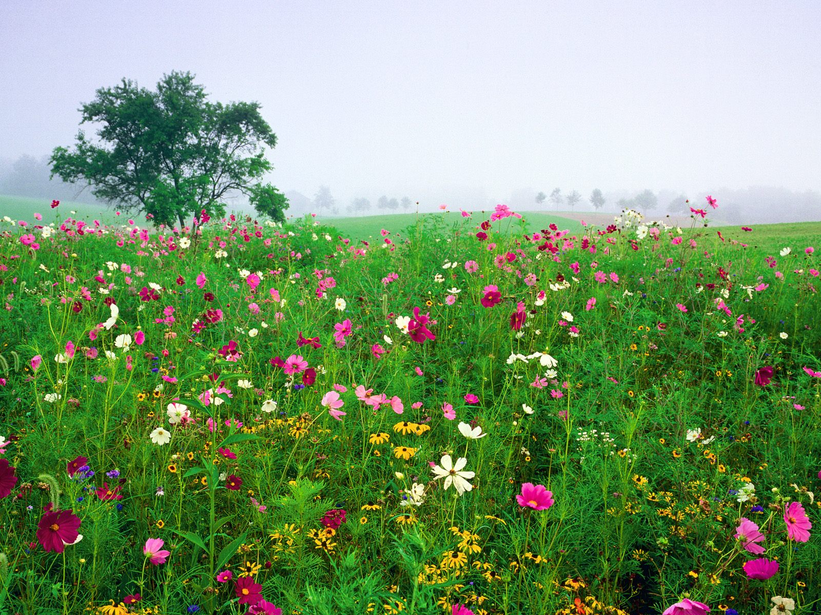 Цветочное поле