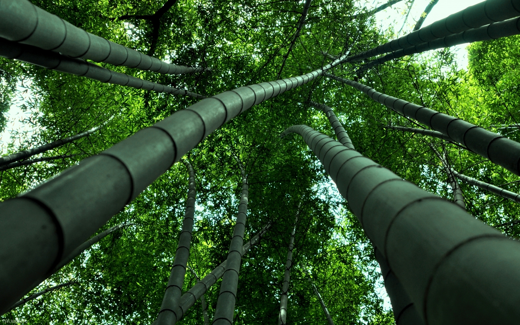 Бамбук, трава, высокие заросли Природа картинки, обои рабочий стол