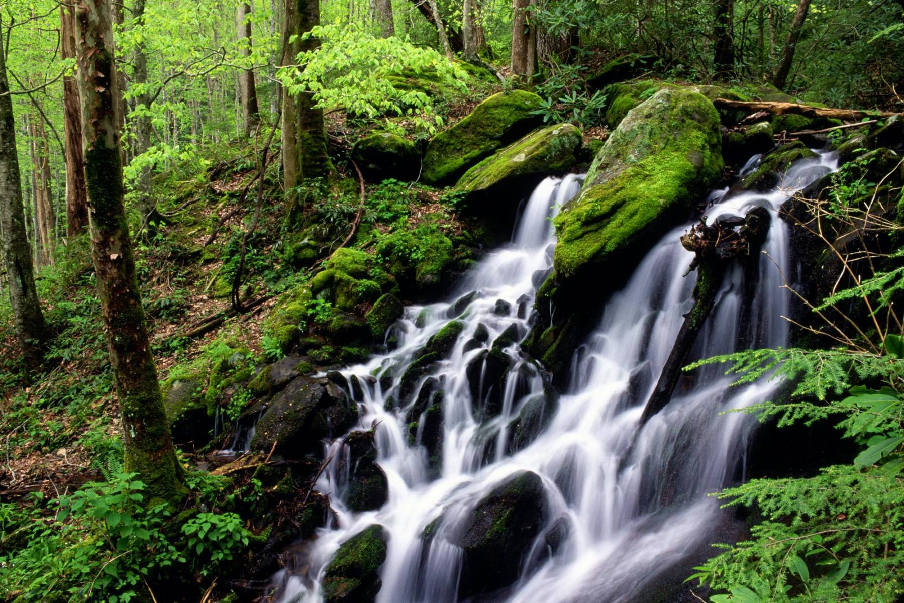 После дождя, Great Smoky Mountains Теннесси Природа картинки, обои рабочий стол