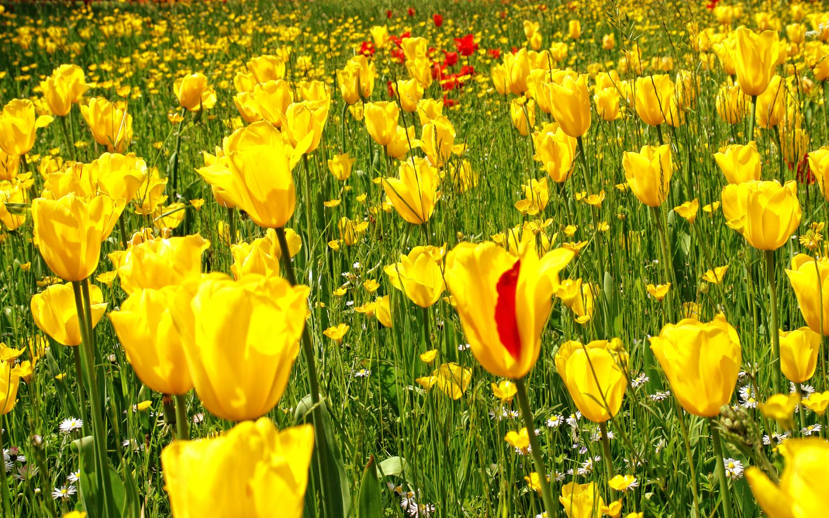 Цветы, поле, сад, тюльпаны, жёлтый, трава Цветы картинки, обои рабочий стол