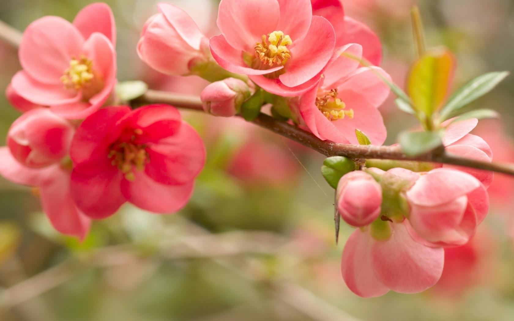 Цветы, розовые, лепестки, весна Цветы картинки, обои рабочий стол