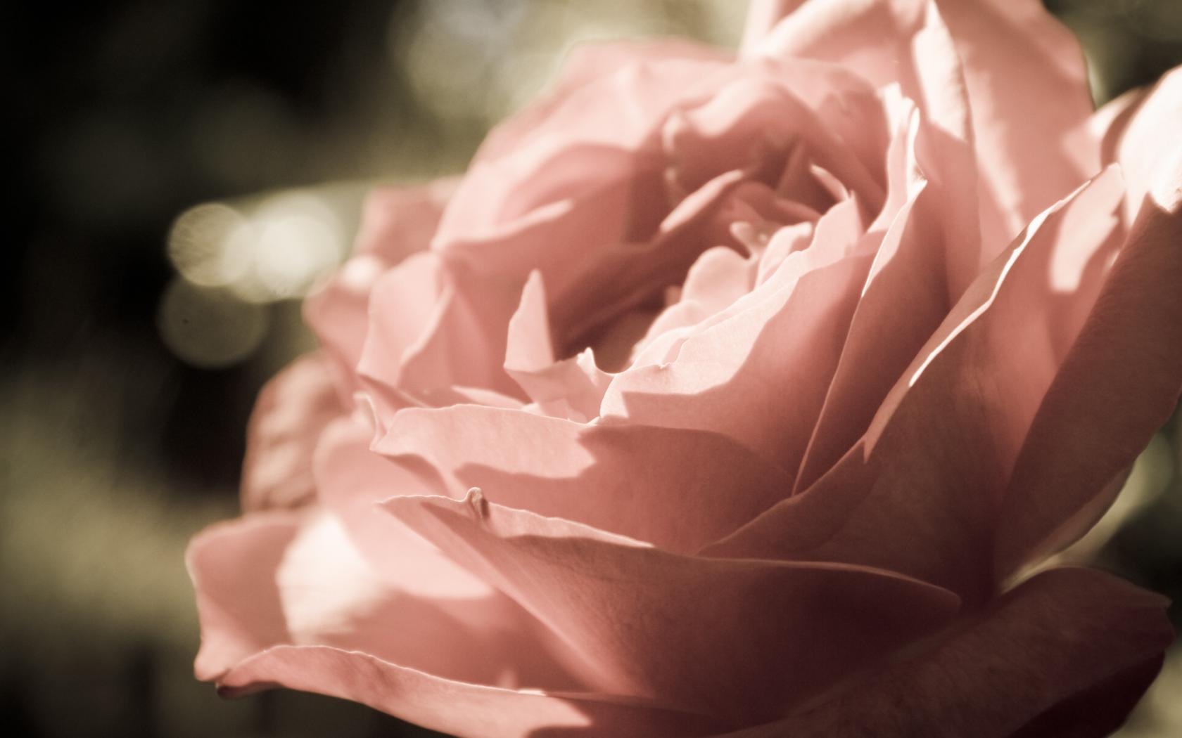 Цветок чайной розы Цветы картинки, обои рабочий стол