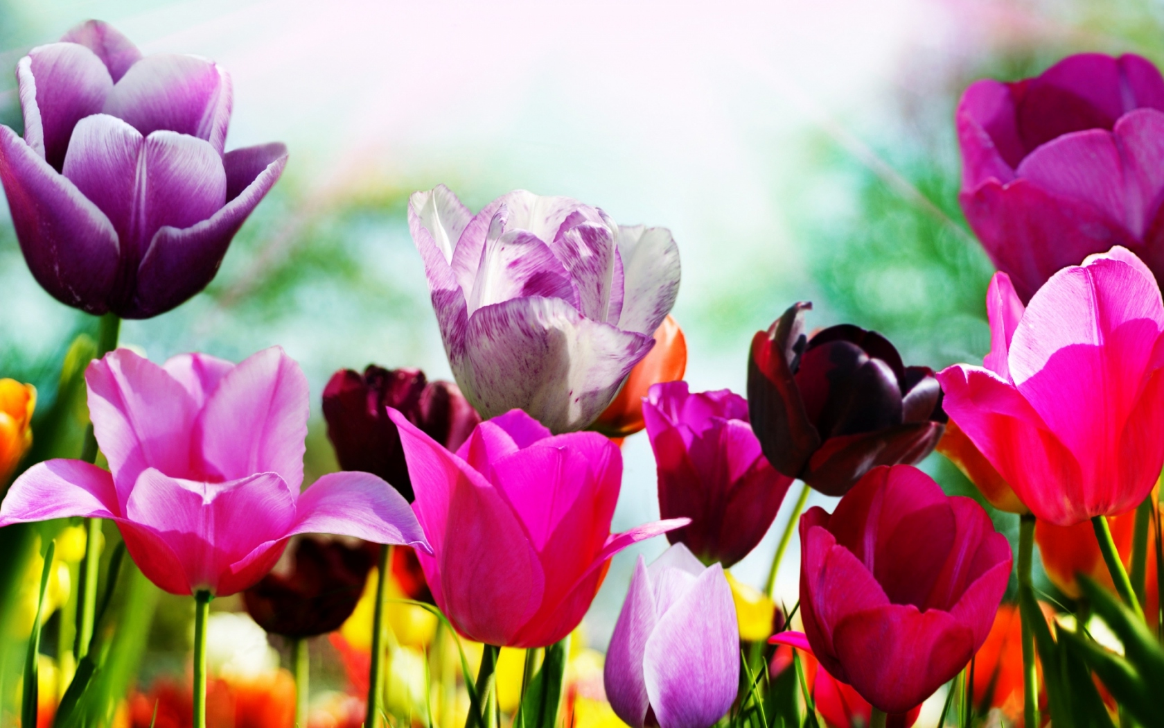 Весенние тюльпаны Цветы картинки, обои рабочий стол