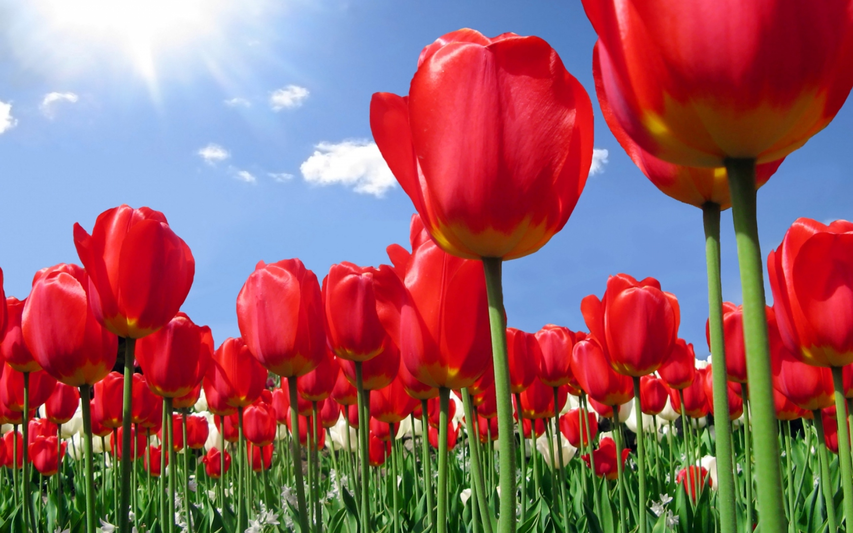 Много красных тюльпанов Цветы картинки, обои рабочий стол