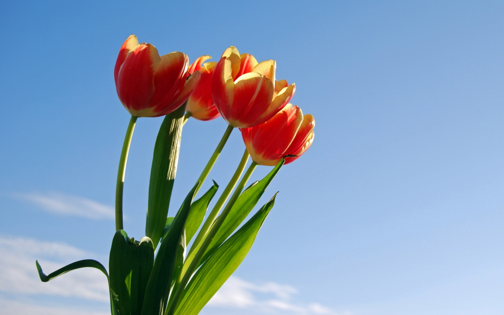 Солнечные тюльпаны Цветы картинки, обои рабочий стол