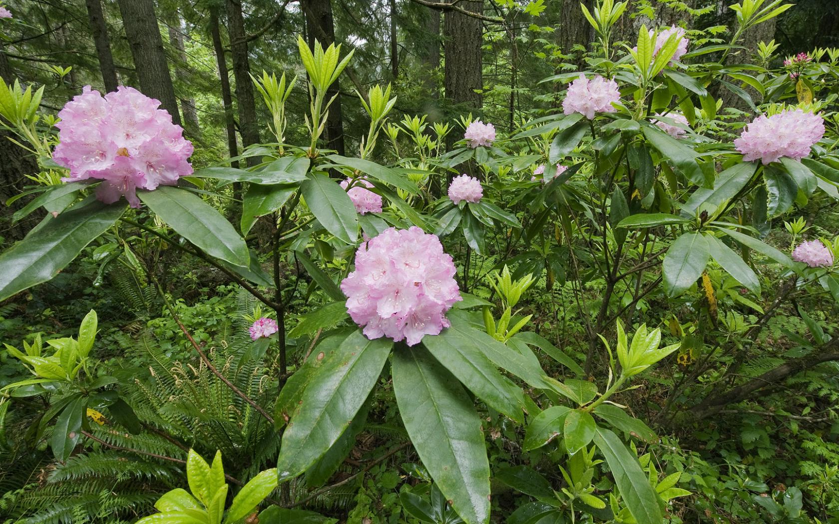 Рододендрон лесной фото