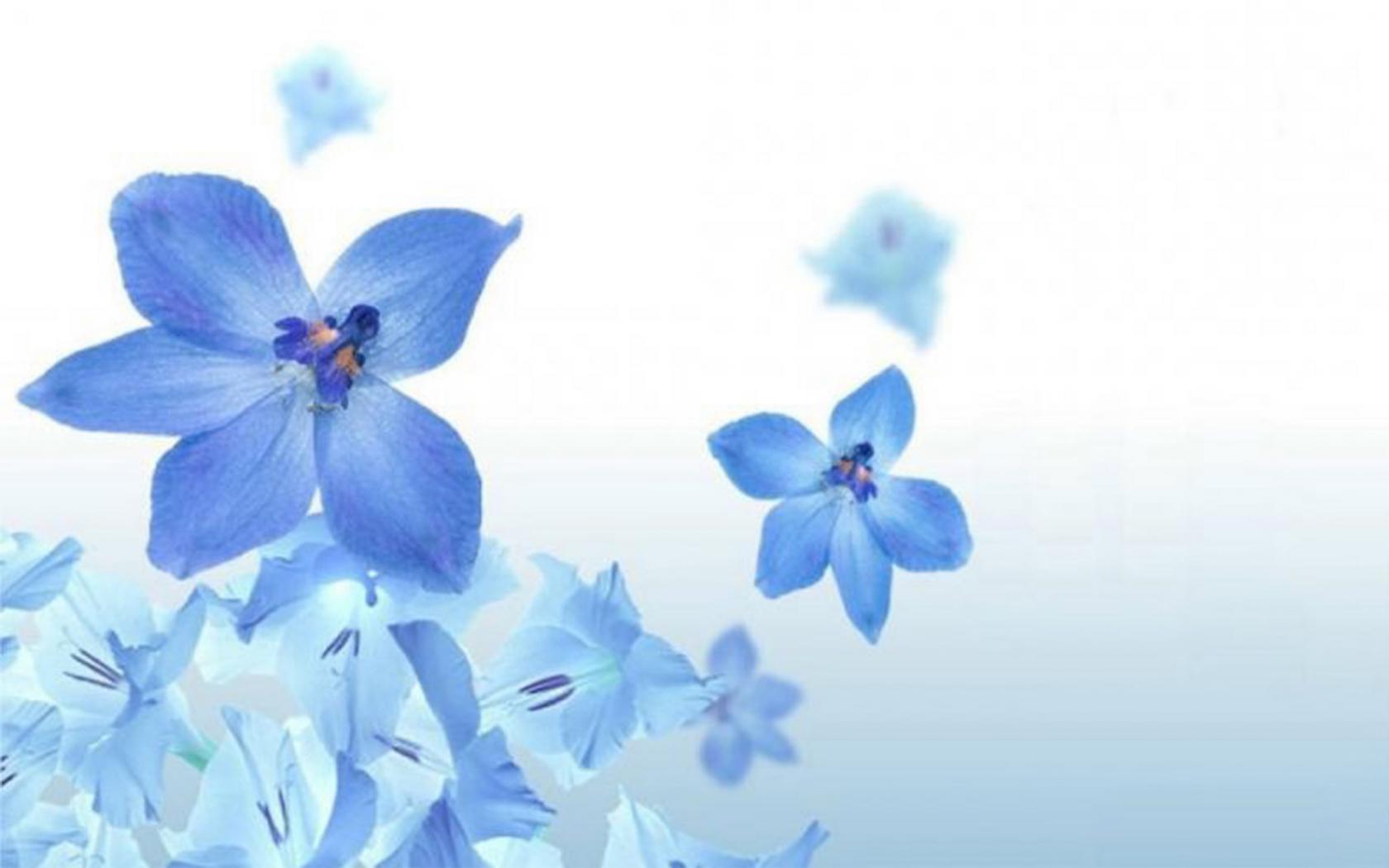 Цветы, синий, природа Цветы картинки, обои рабочий стол