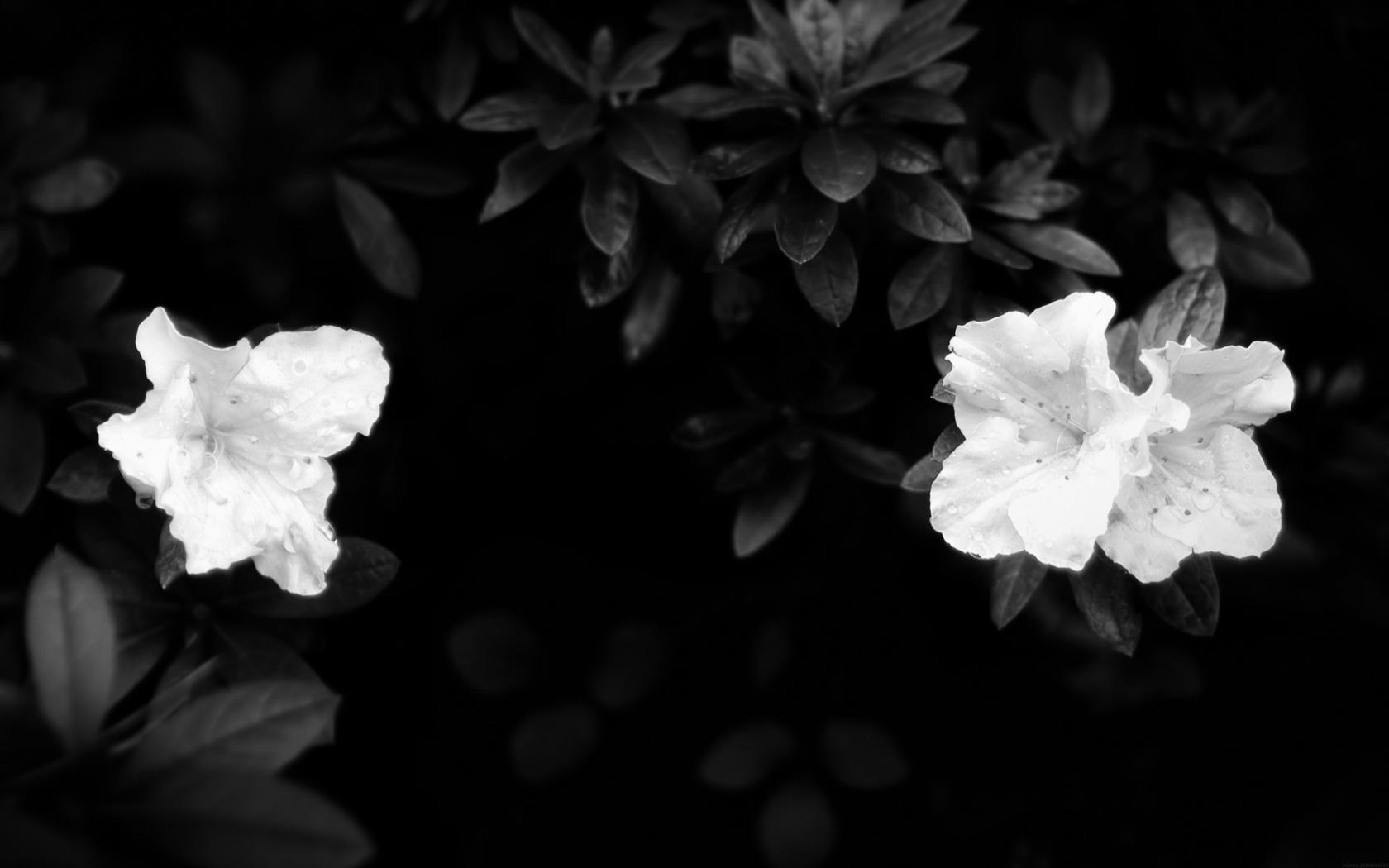 Листья, белые, темнота Цветы картинки, обои рабочий стол