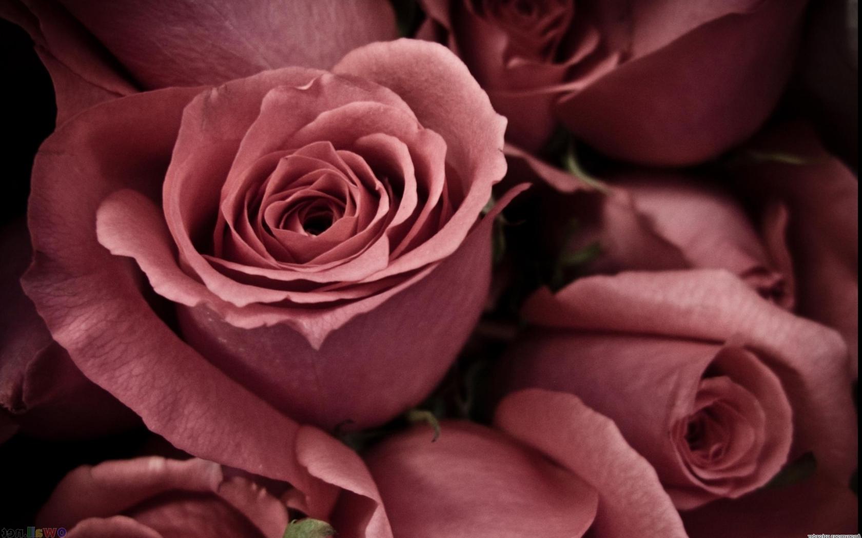 Пепельные розы Цветы картинки, обои рабочий стол