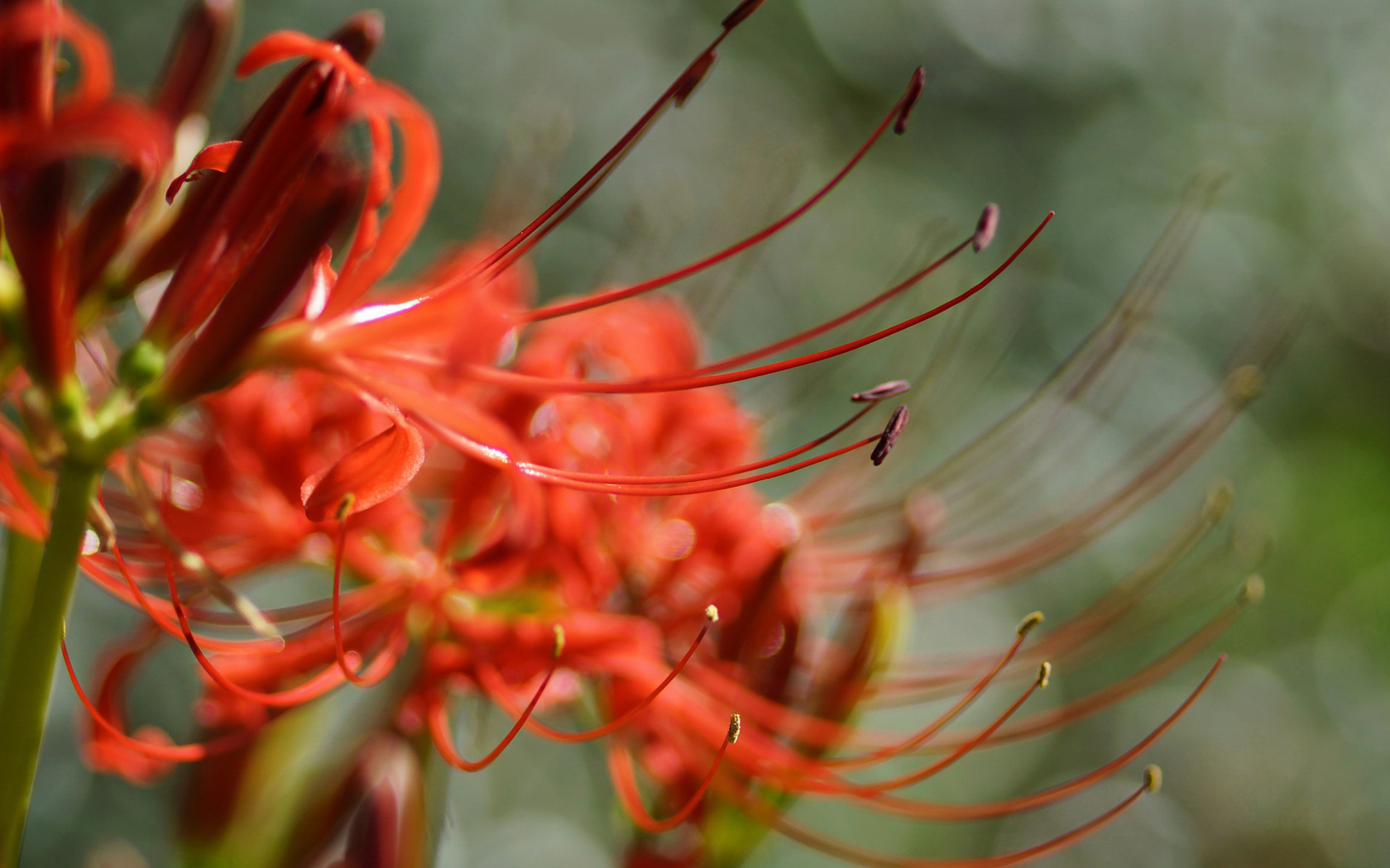 lycoris, radiata, цветок, красный, макро Цветы картинки, обои рабочий стол