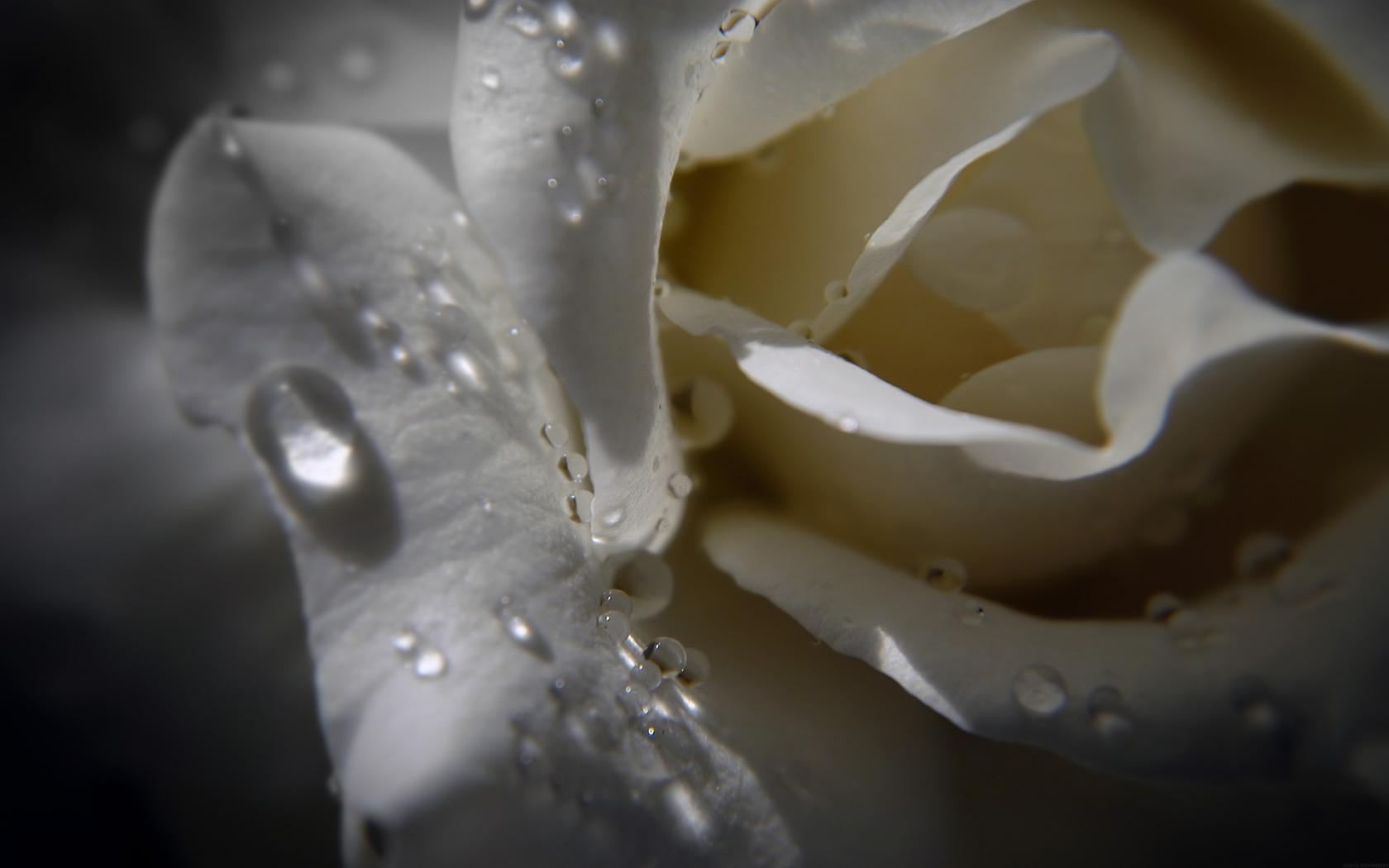 Белая роза с капельками росы Цветы картинки, обои рабочий стол