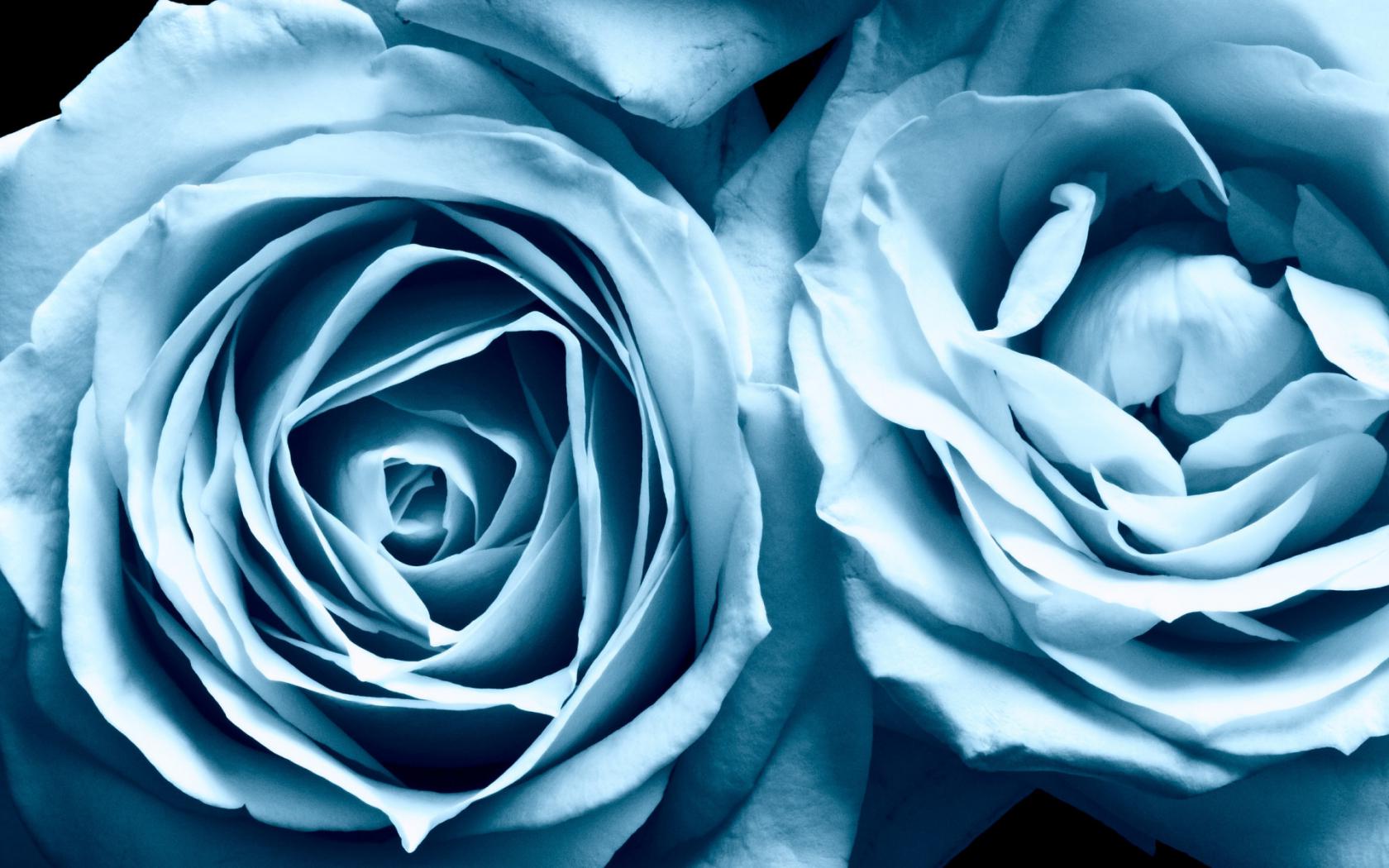 Голубые розы Цветы картинки, обои рабочий стол