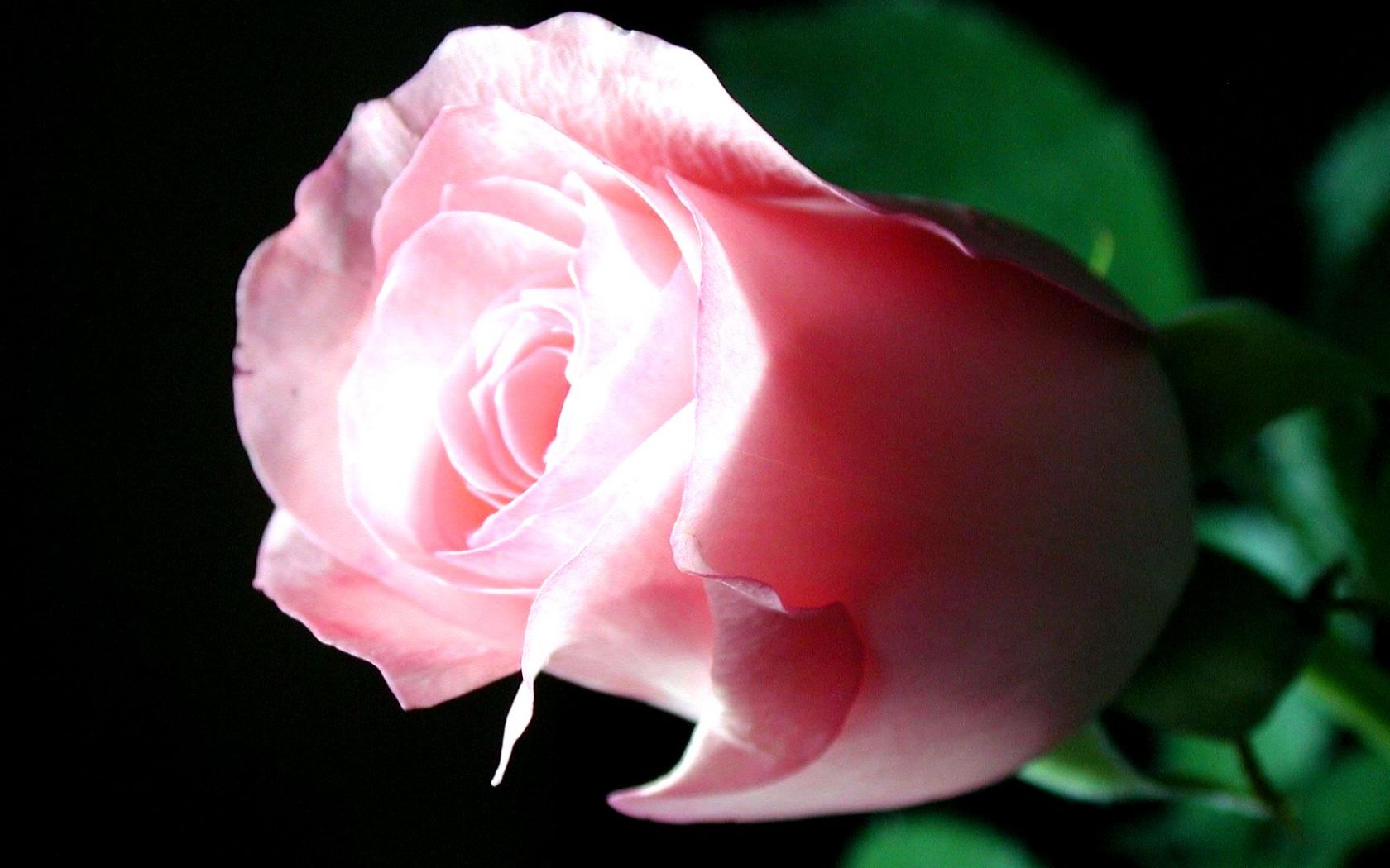 Бутон розы Цветы картинки, обои рабочий стол