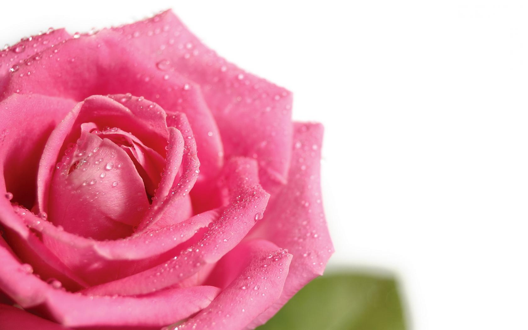 Pink rose - Розовая роза Цветы картинки, обои рабочий стол