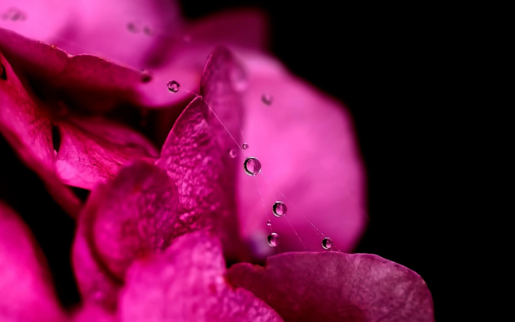 Розовые Лепестки Цветы картинки, обои рабочий стол