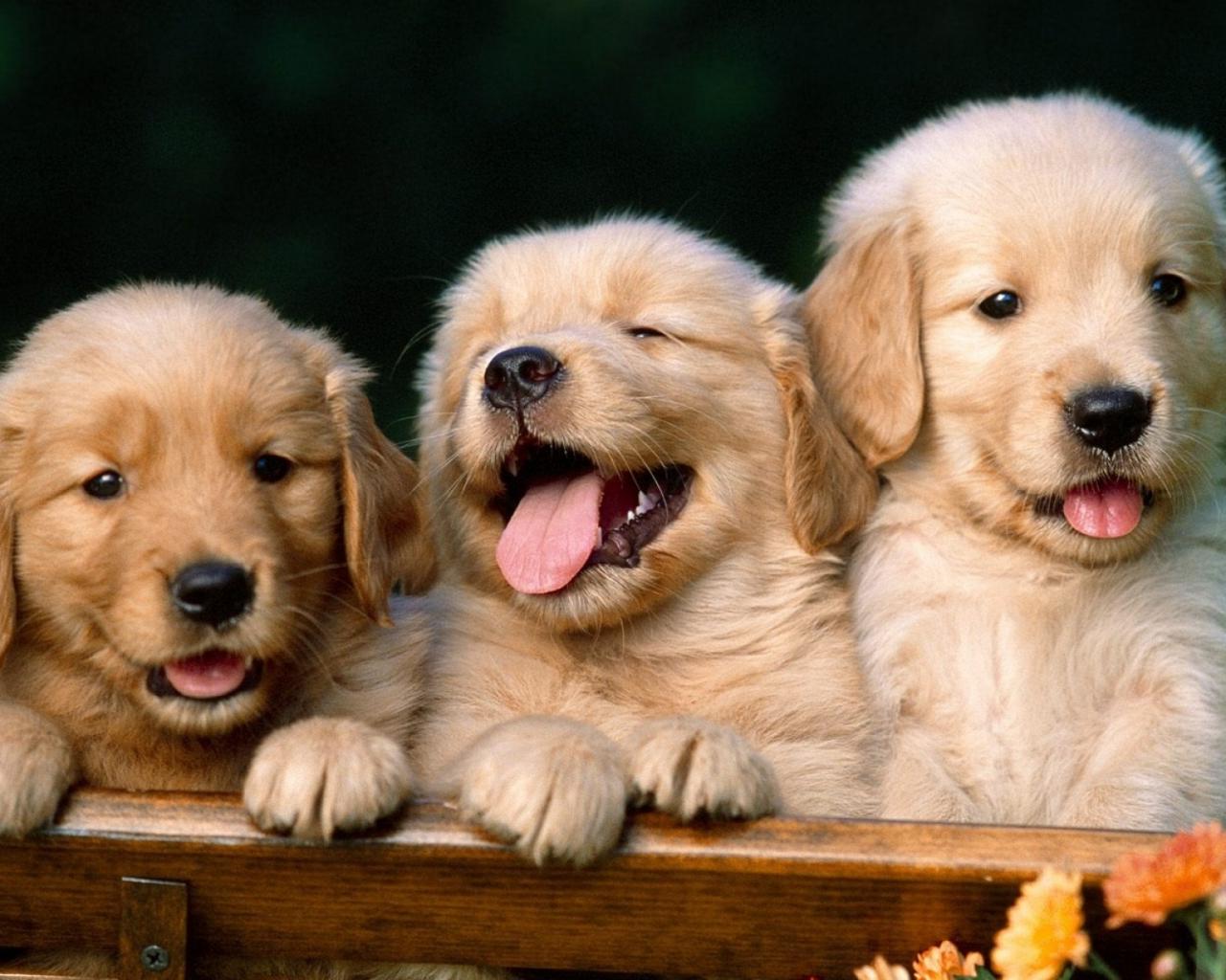 Лабрадор, щенки, забавные Животные картинки, обои рабочий стол