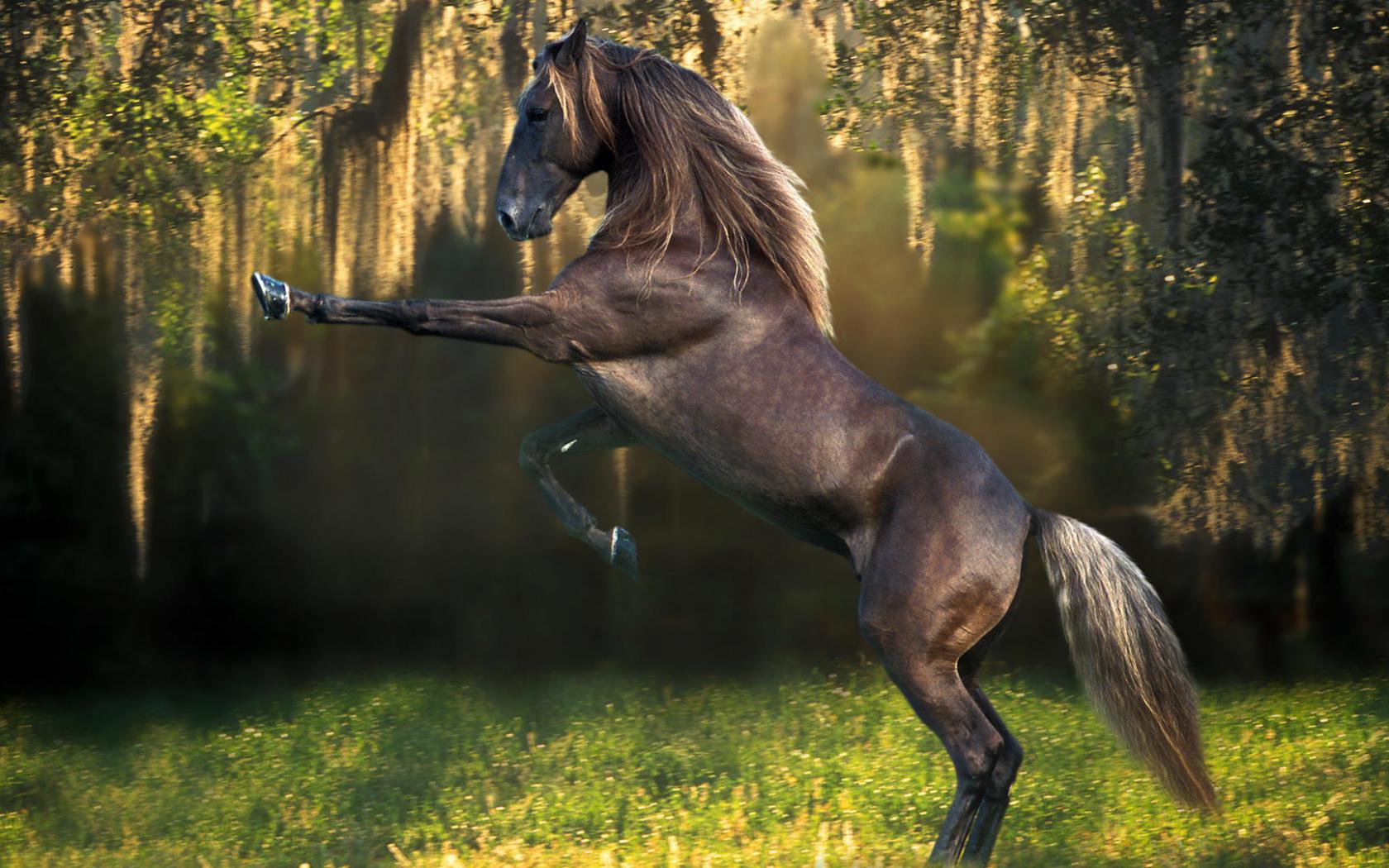 Скакун, трава, конь, кони, лошади, лошадки Животные картинки, обои рабочий стол