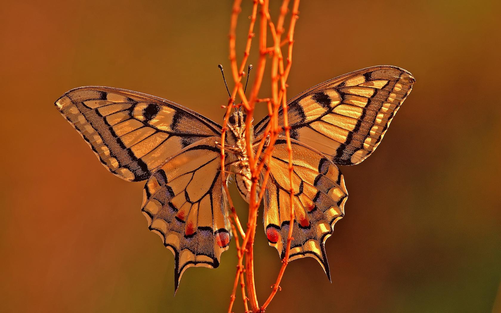 Бабочка крупным планом Животные картинки, обои рабочий стол