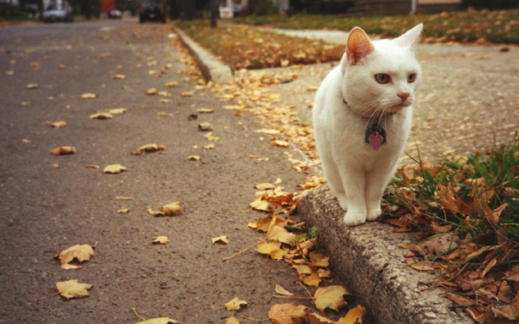 Белый кот осень