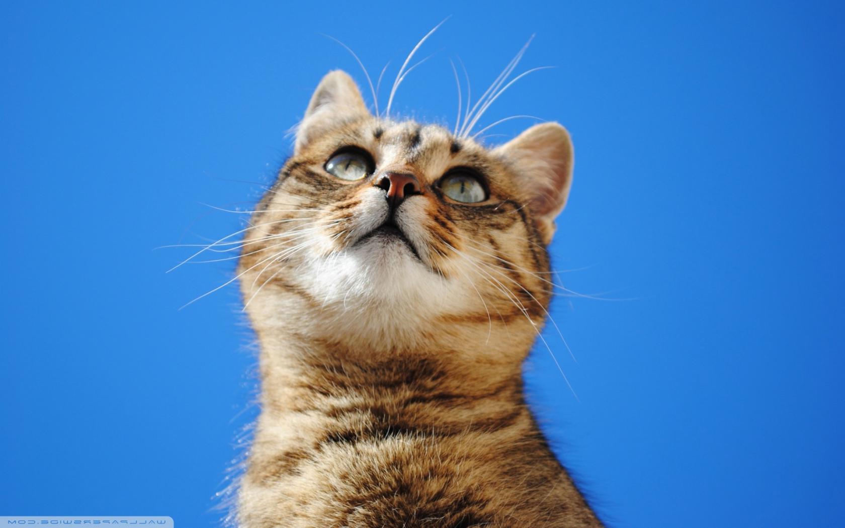 Кот на синем фоне Животные картинки, обои рабочий стол