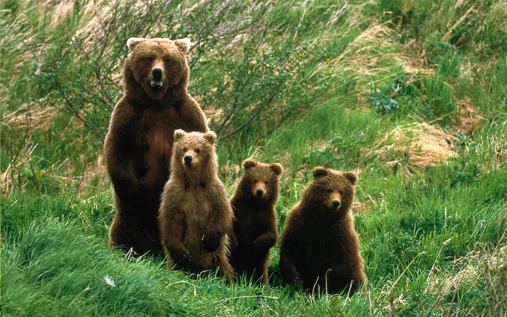Медведи, лес Животные картинки, обои рабочий стол