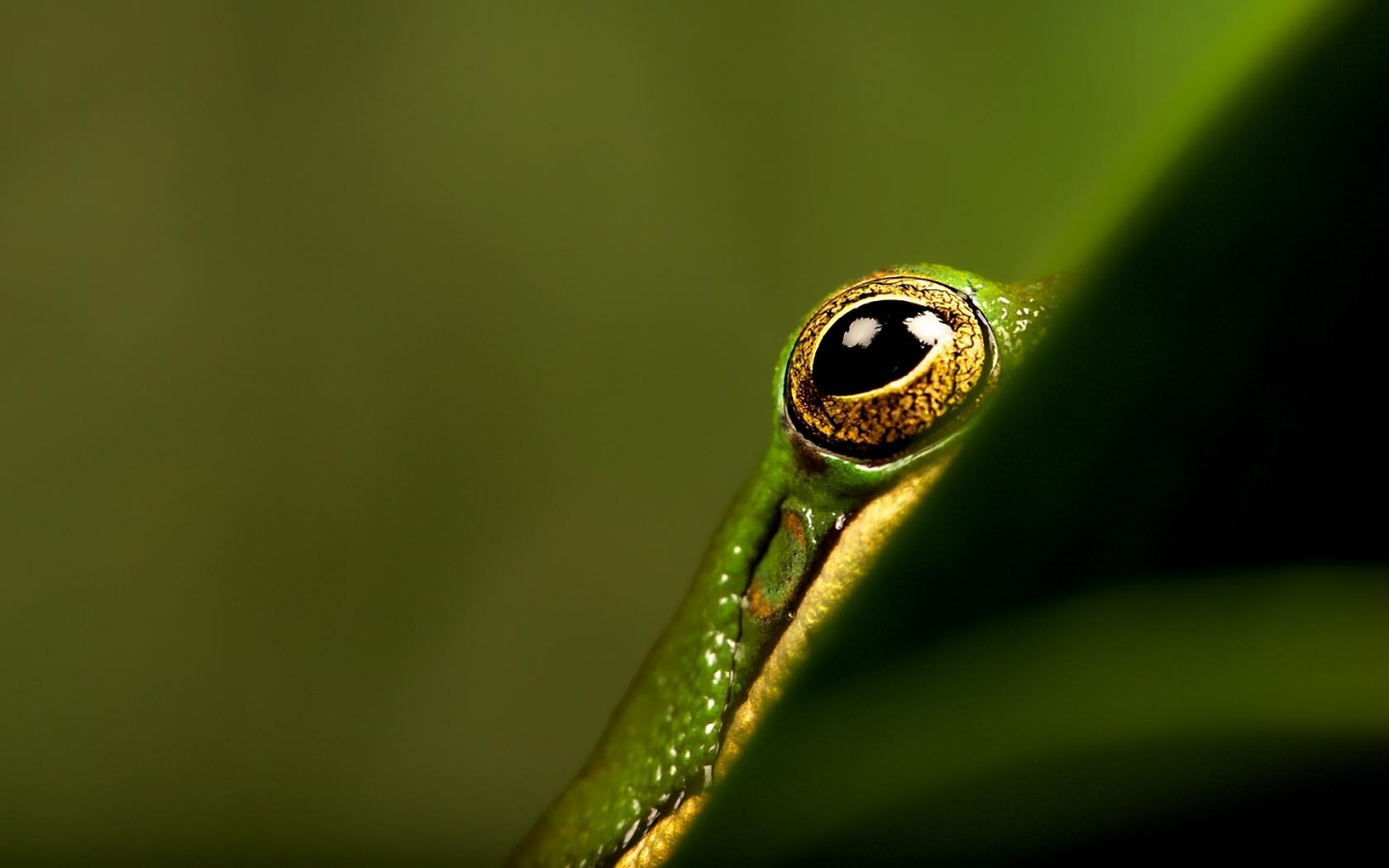 Глаз, хладнокровного, земноводного Животные картинки, обои рабочий стол