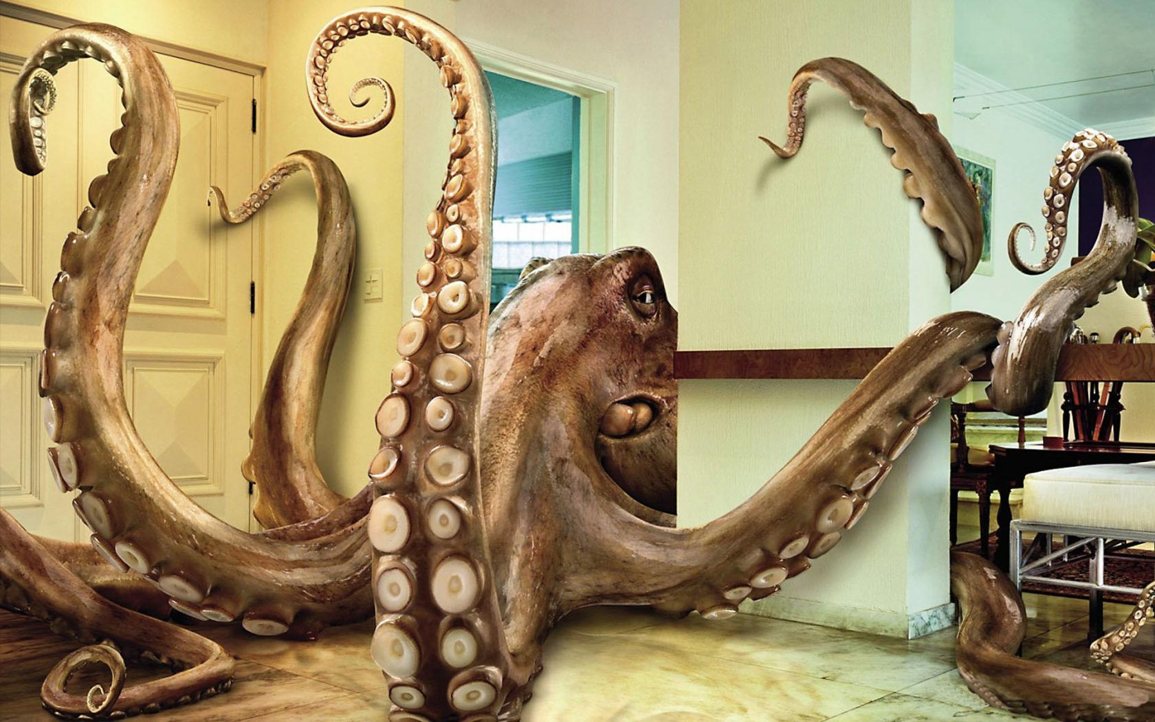 Домашний осьминог Животные картинки, обои рабочий стол