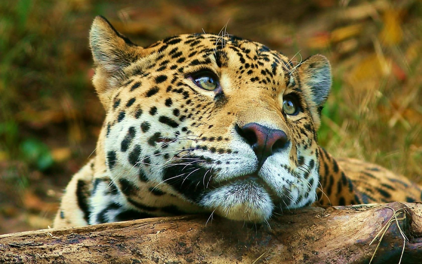 Задумчивый Леопард Животные картинки, обои рабочий стол