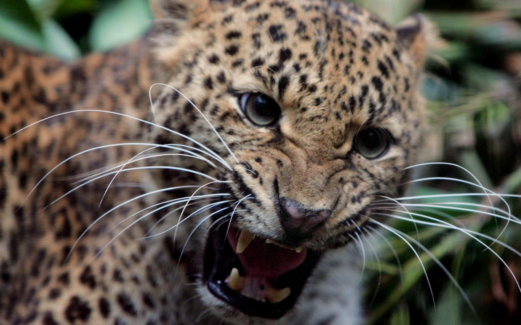 Леопард, усы, клыки, оскал Животные картинки, обои рабочий стол