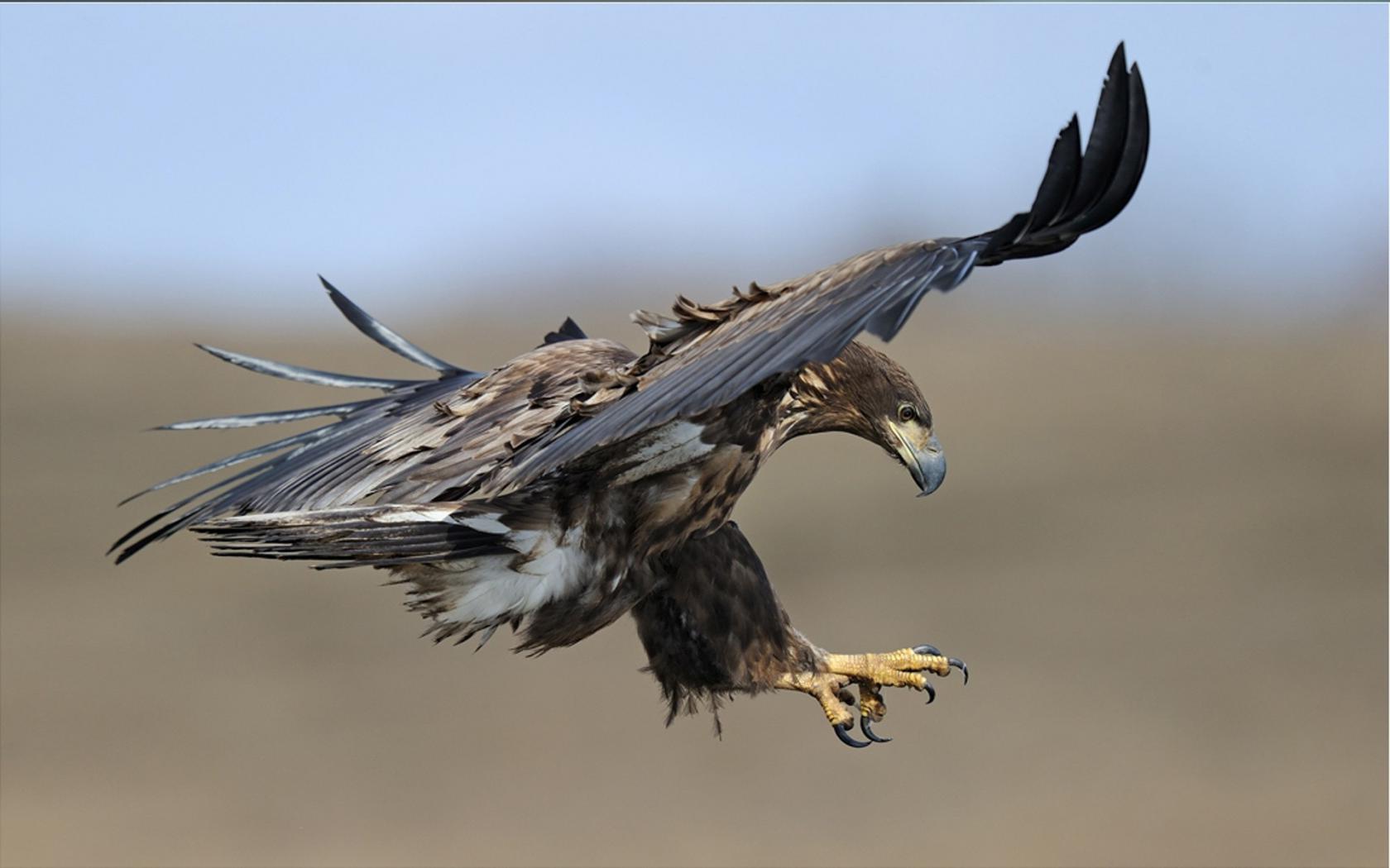 Орел на охоте Животные картинки, обои рабочий стол