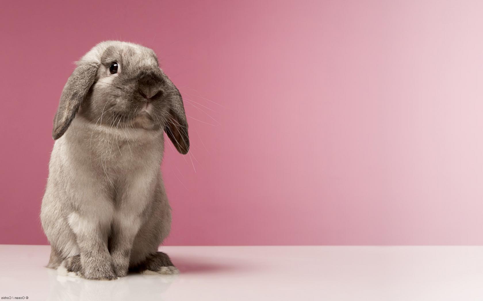 Зая Животные картинки, обои рабочий стол