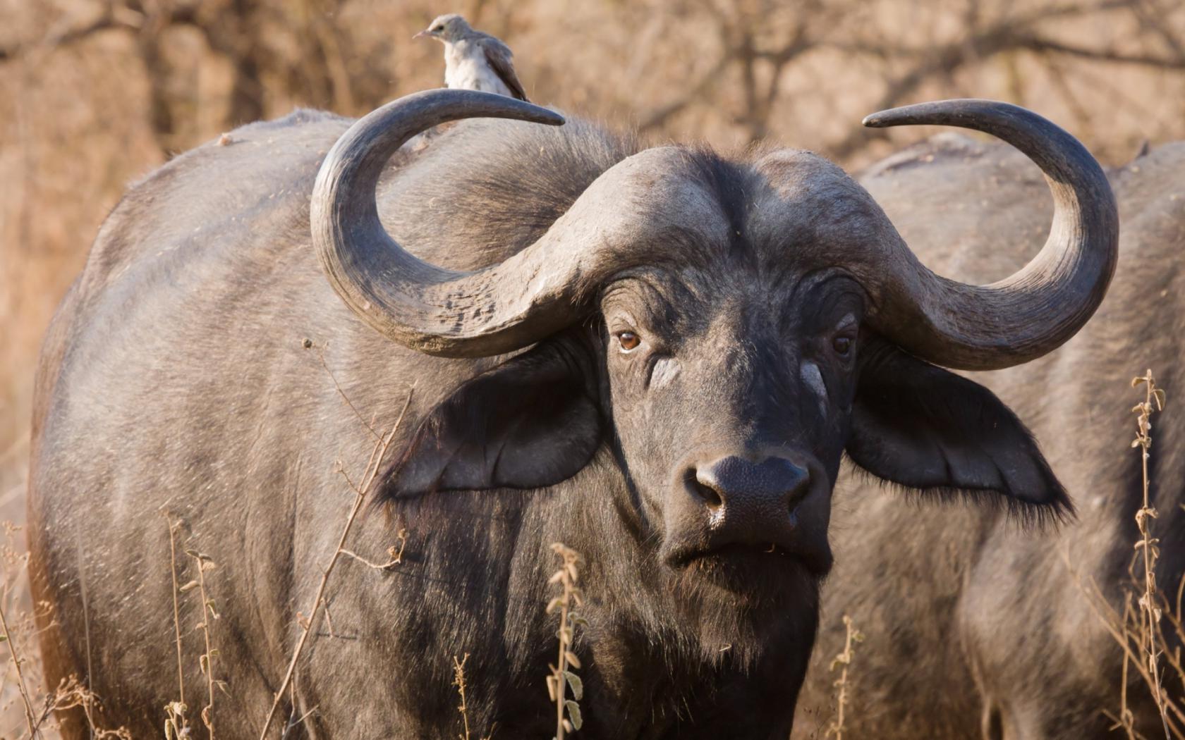 Буффало Животные картинки, обои рабочий стол