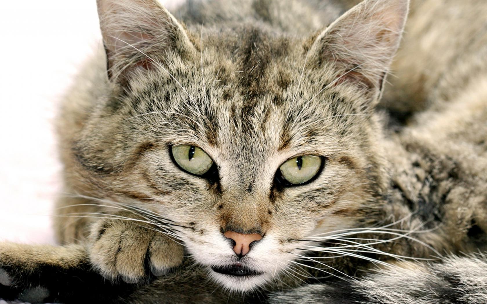 Кот и зима Животные картинки, обои рабочий стол