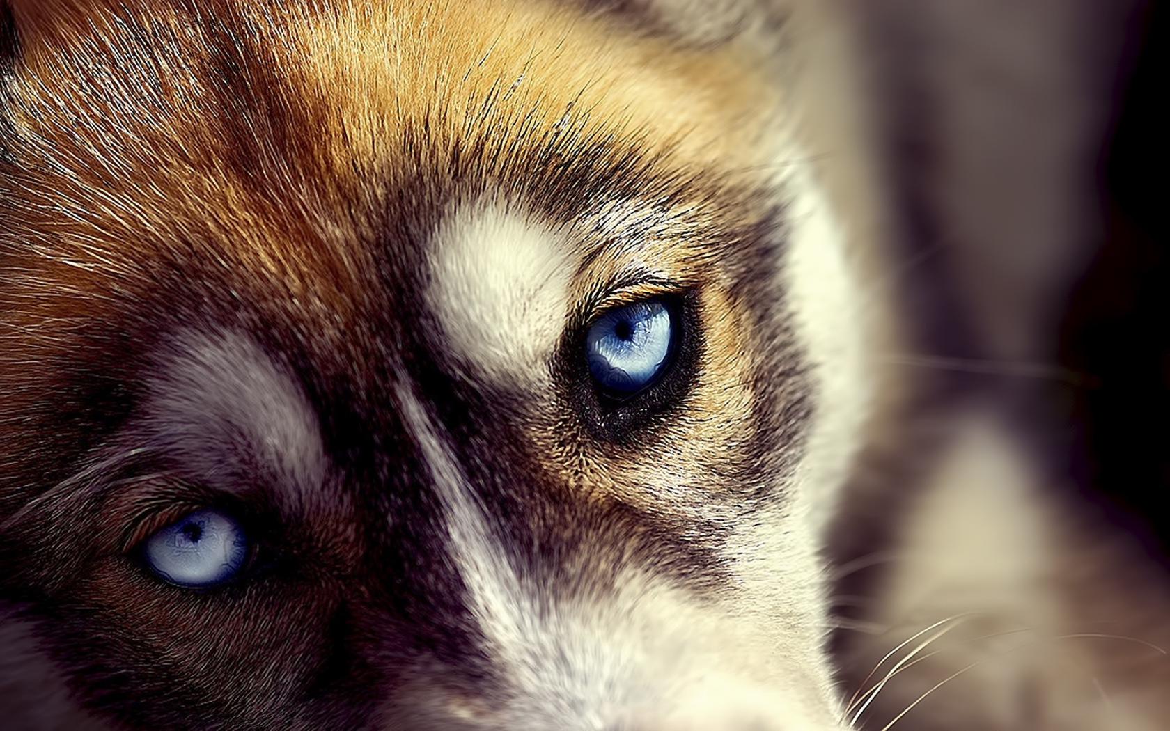 Грустные глаза животных