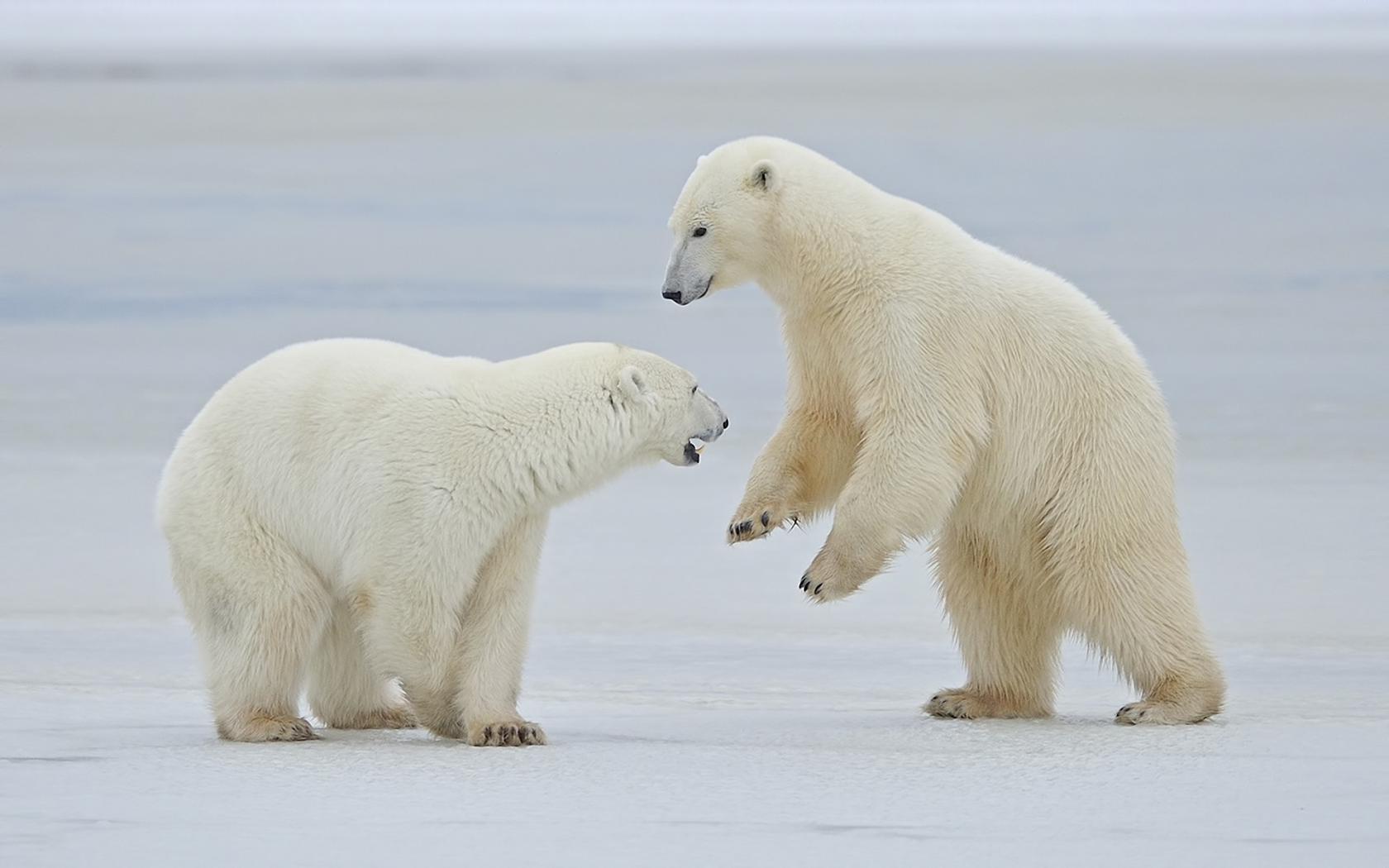 Медведь, арктика Животные картинки, обои рабочий стол