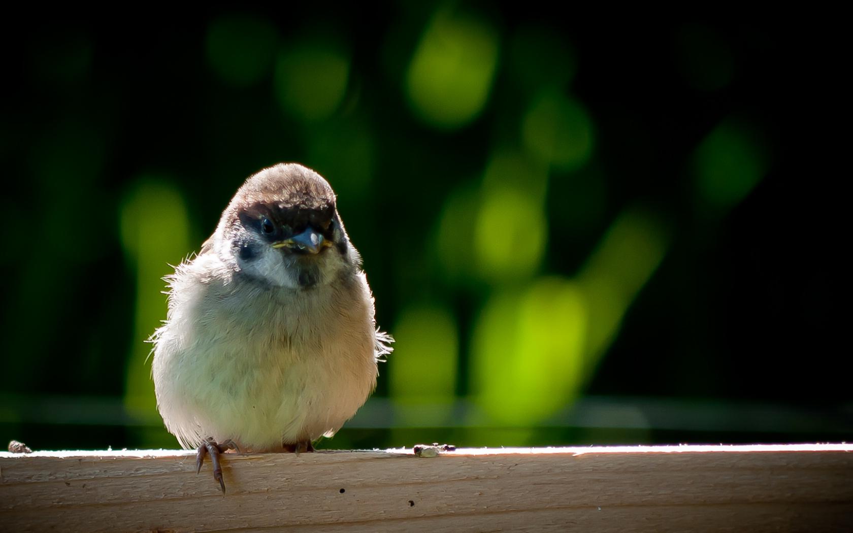 Птица, воробей Животные картинки, обои рабочий стол