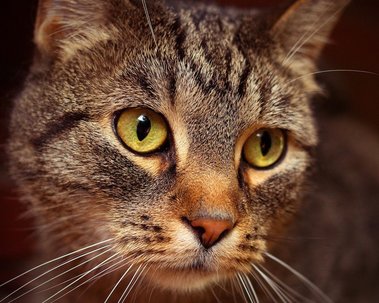 Кошак, взгляд Животные картинки, обои рабочий стол
