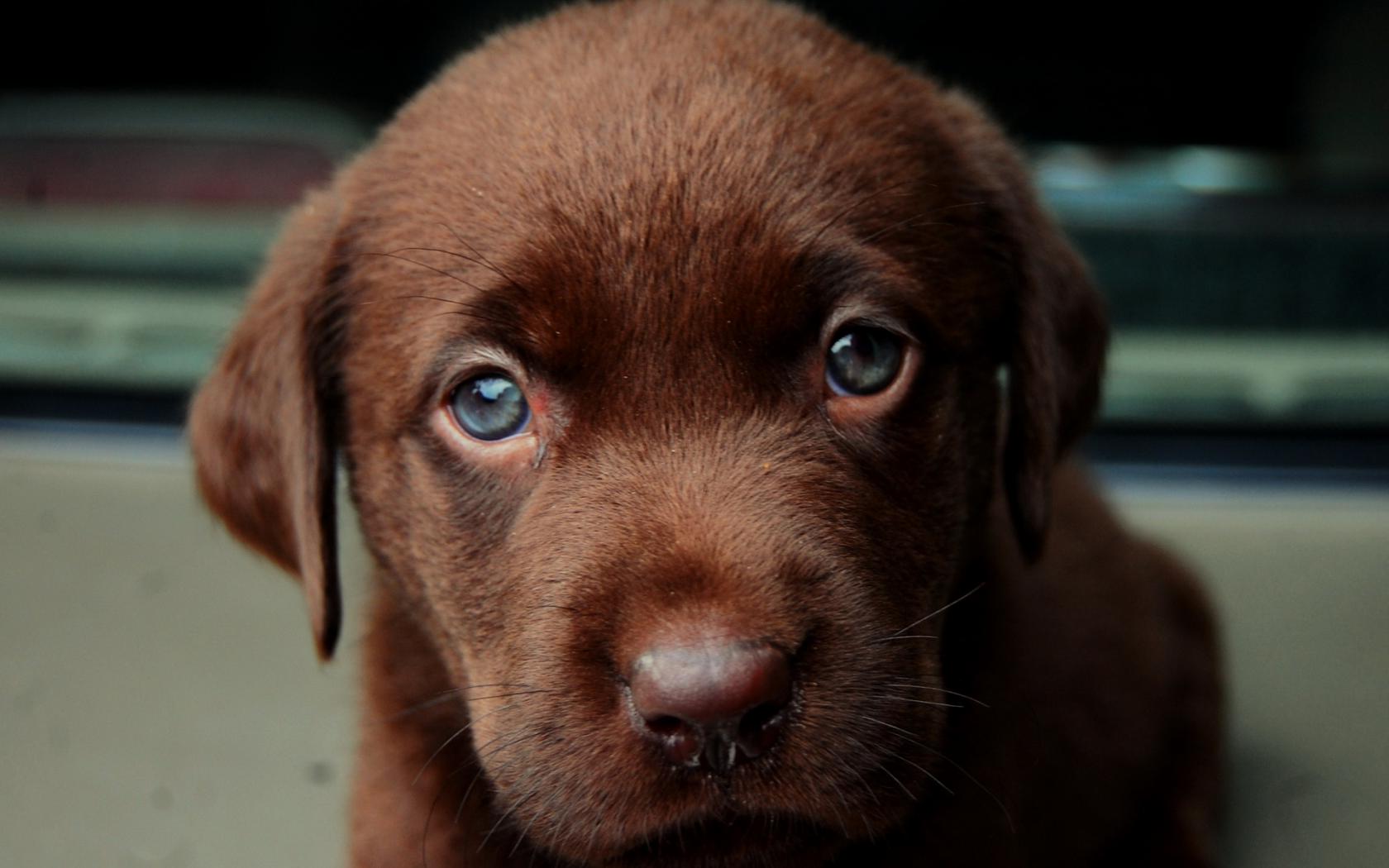 Коричневый щенок Животные картинки, обои рабочий стол