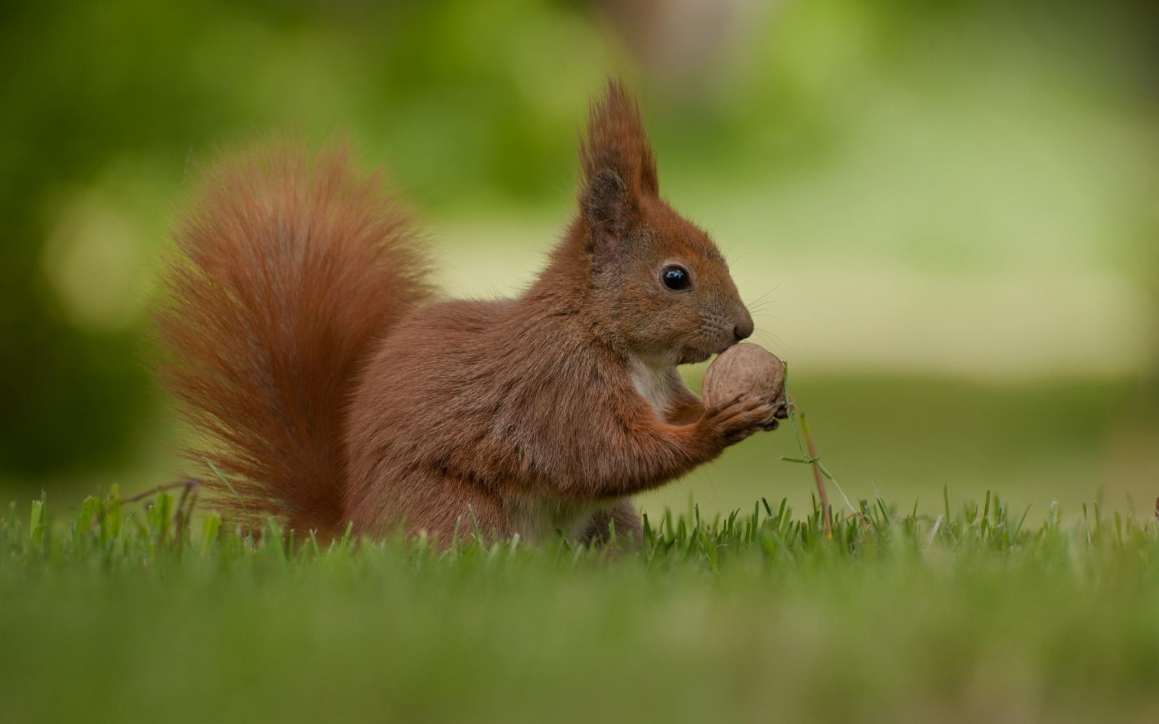 Белка, лето, природа Животные картинки, обои рабочий стол