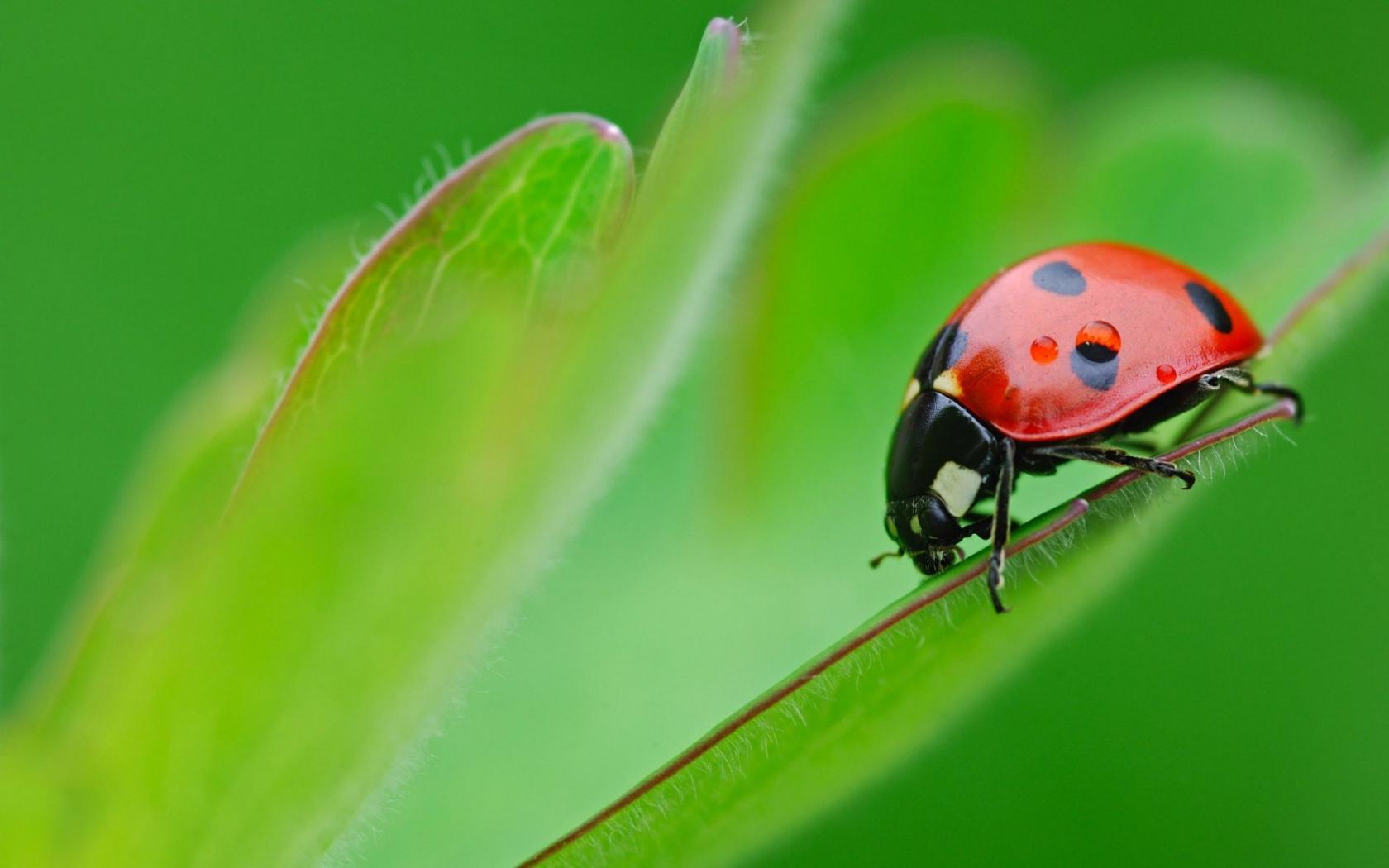 Красный жук Животные картинки, обои рабочий стол