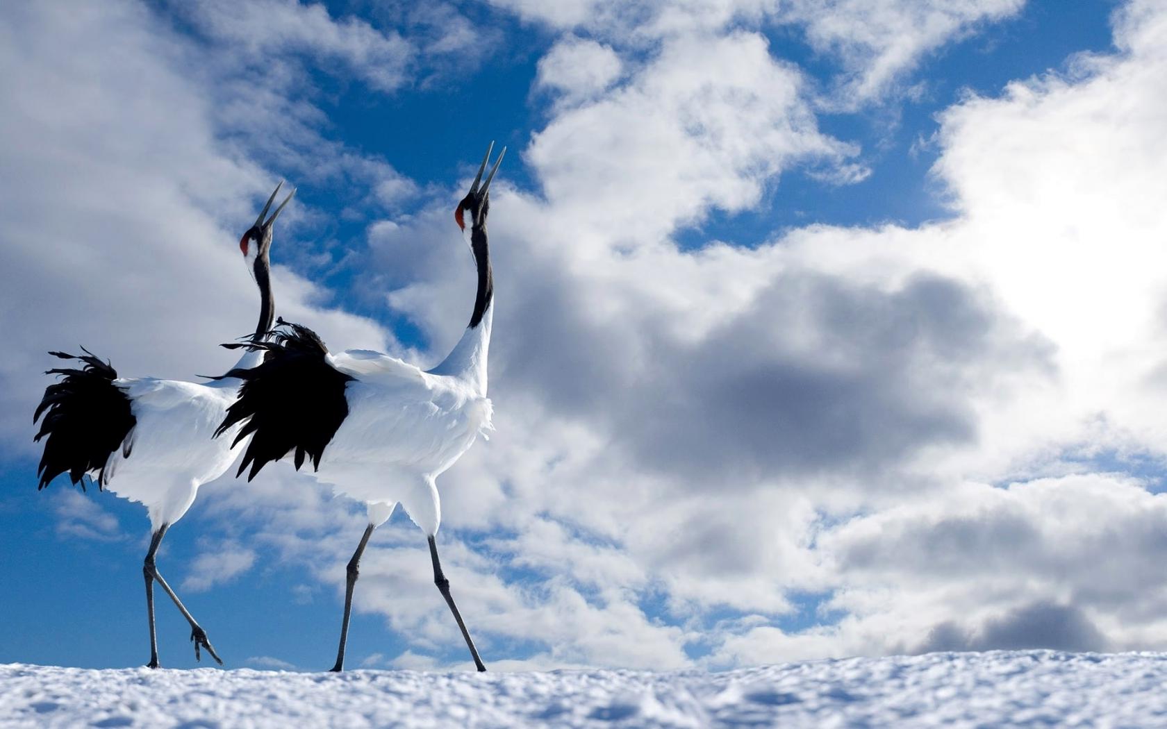 Графия двух аистов на фоне красивого неба с облака Животные картинки, обои рабочий стол