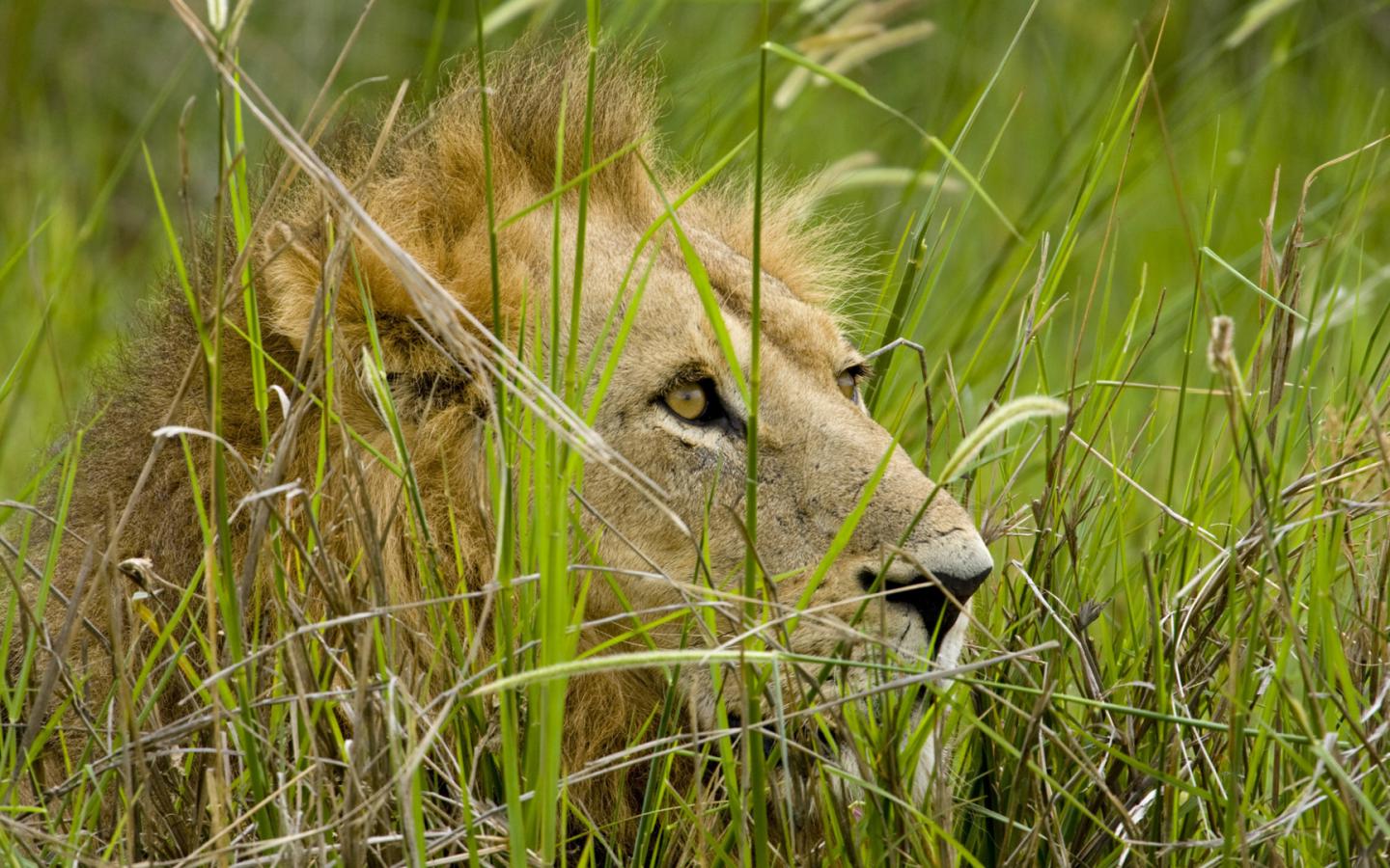 Лев, трава, хищник, взгляд Животные картинки, обои рабочий стол