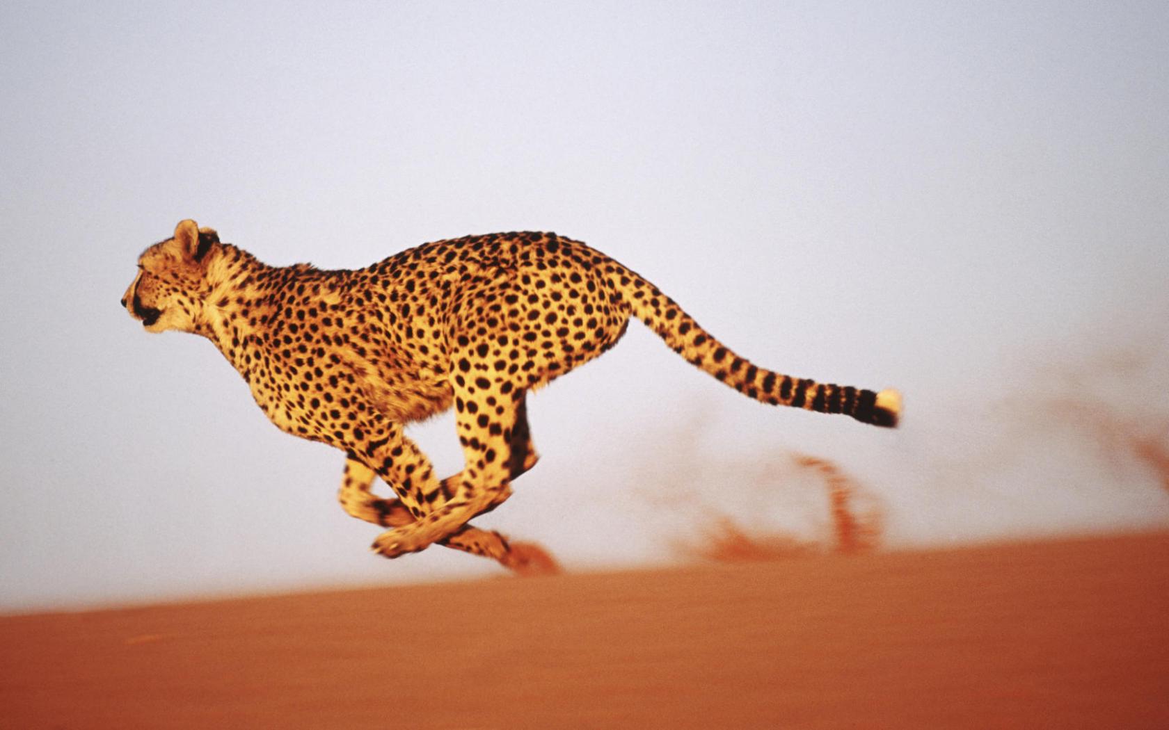 Гепард на песках Животные картинки, обои рабочий стол