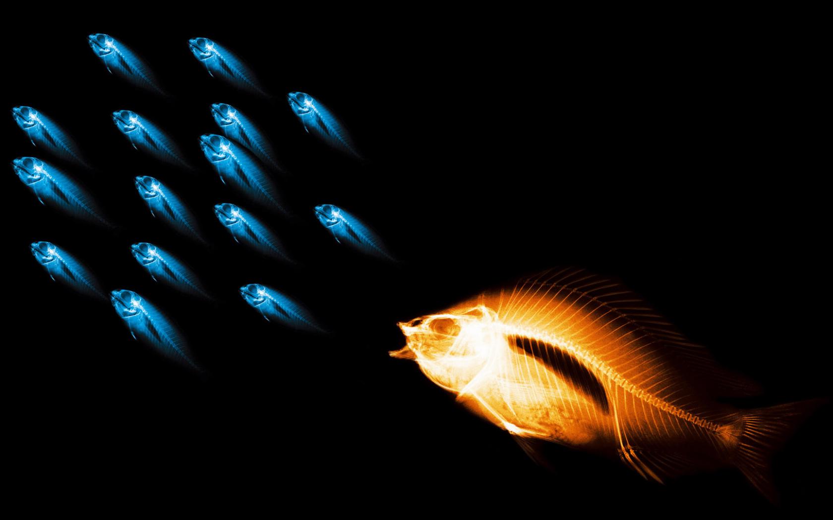 Рыбы, рентген, вода Животные картинки, обои рабочий стол