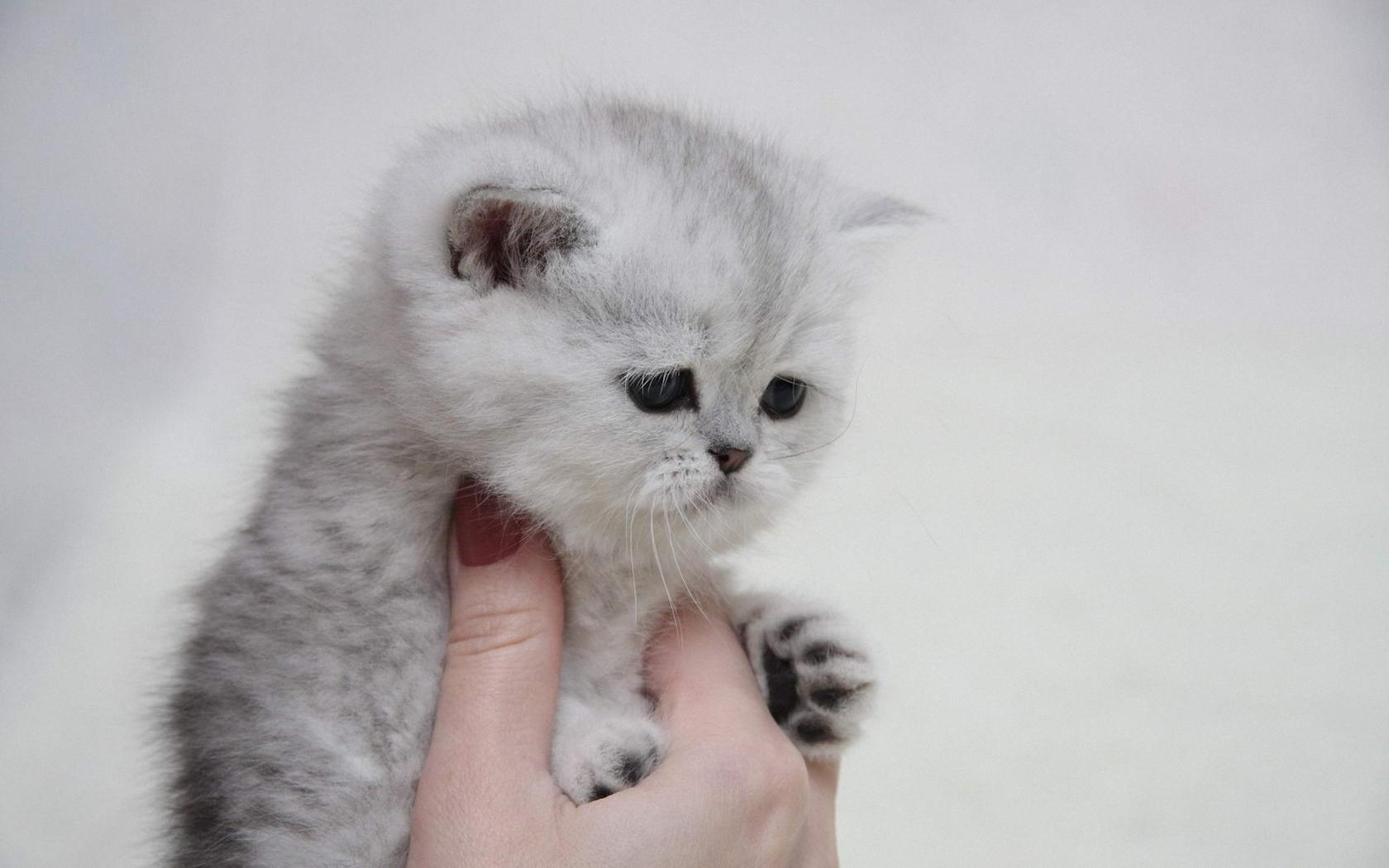 Котенок в руке Животные картинки, обои рабочий стол