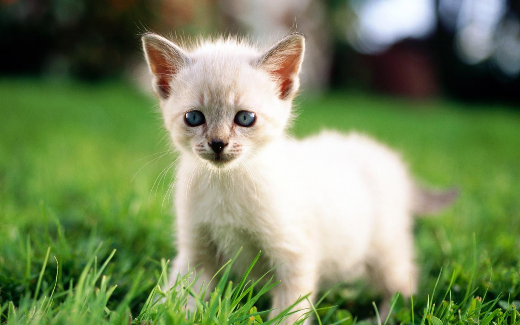 Белый котенок Животные картинки, обои рабочий стол
