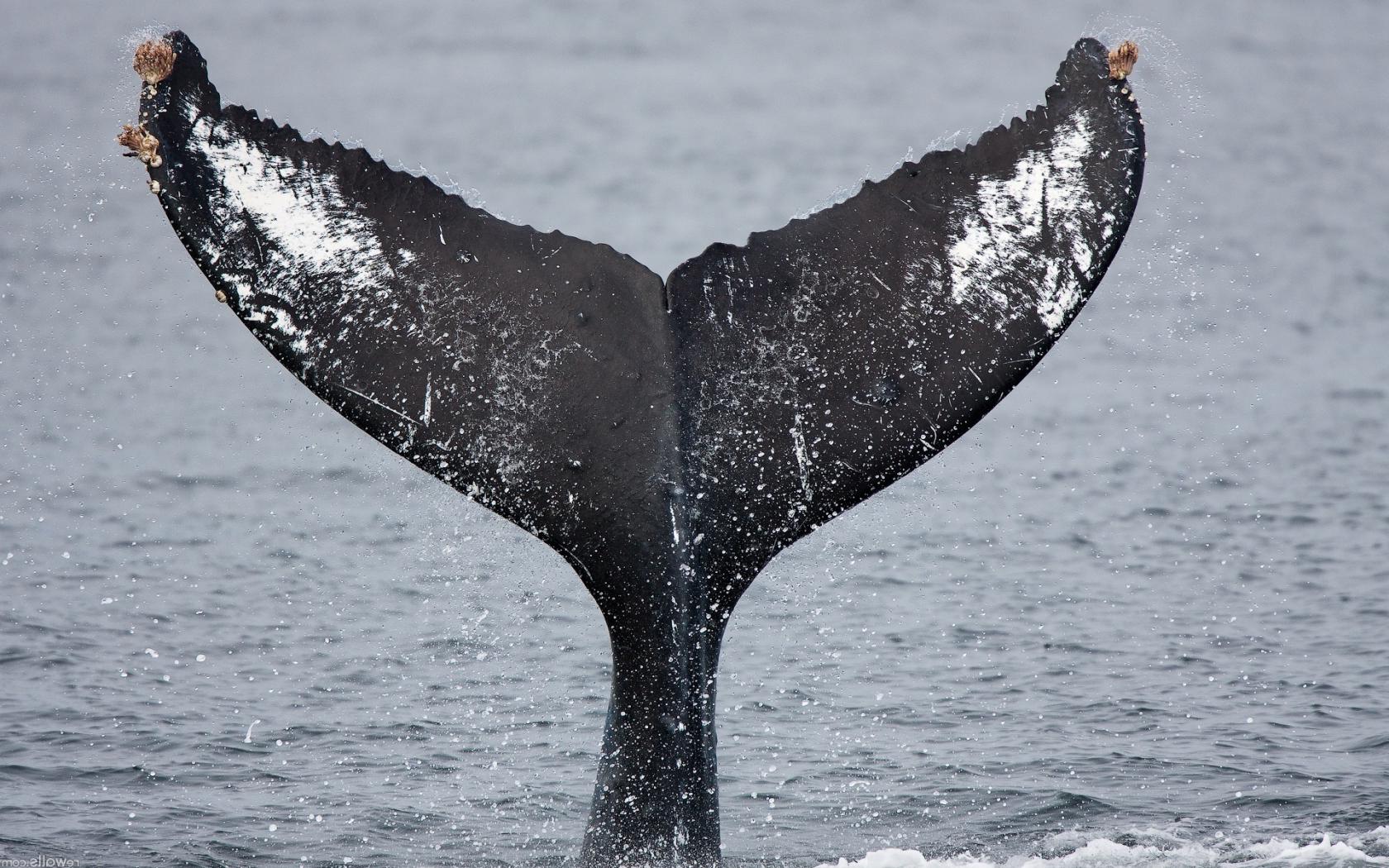 Рыба, море, природа Животные картинки, обои рабочий стол